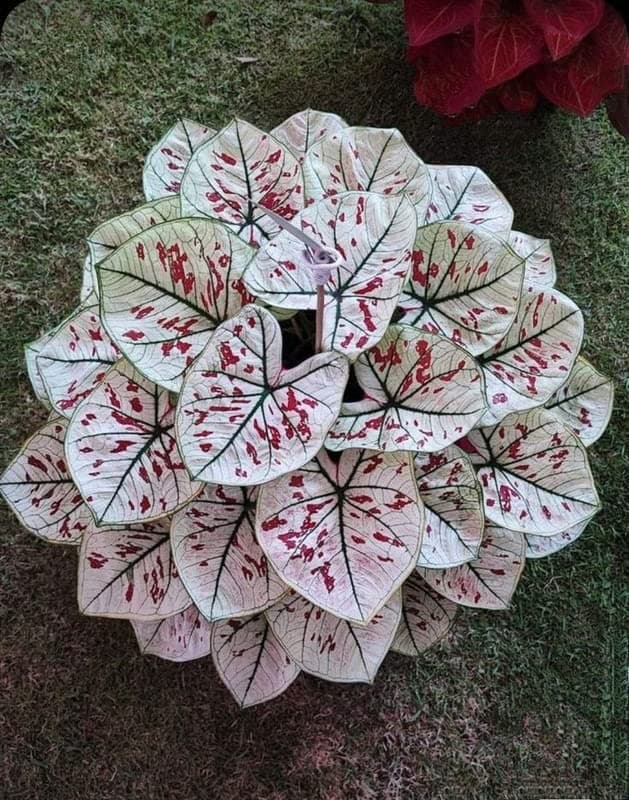 Beautiful Caladium Flower Bulbs Red Dot With White Flower Bulb For Indoor & Outdoor Gardening Pack Of 1.