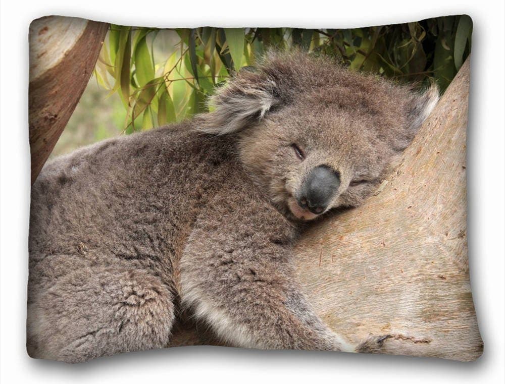 Decorative Standard Pillow Case Animals koala bear tree sleeps bamboo leaves 20"26" One Side