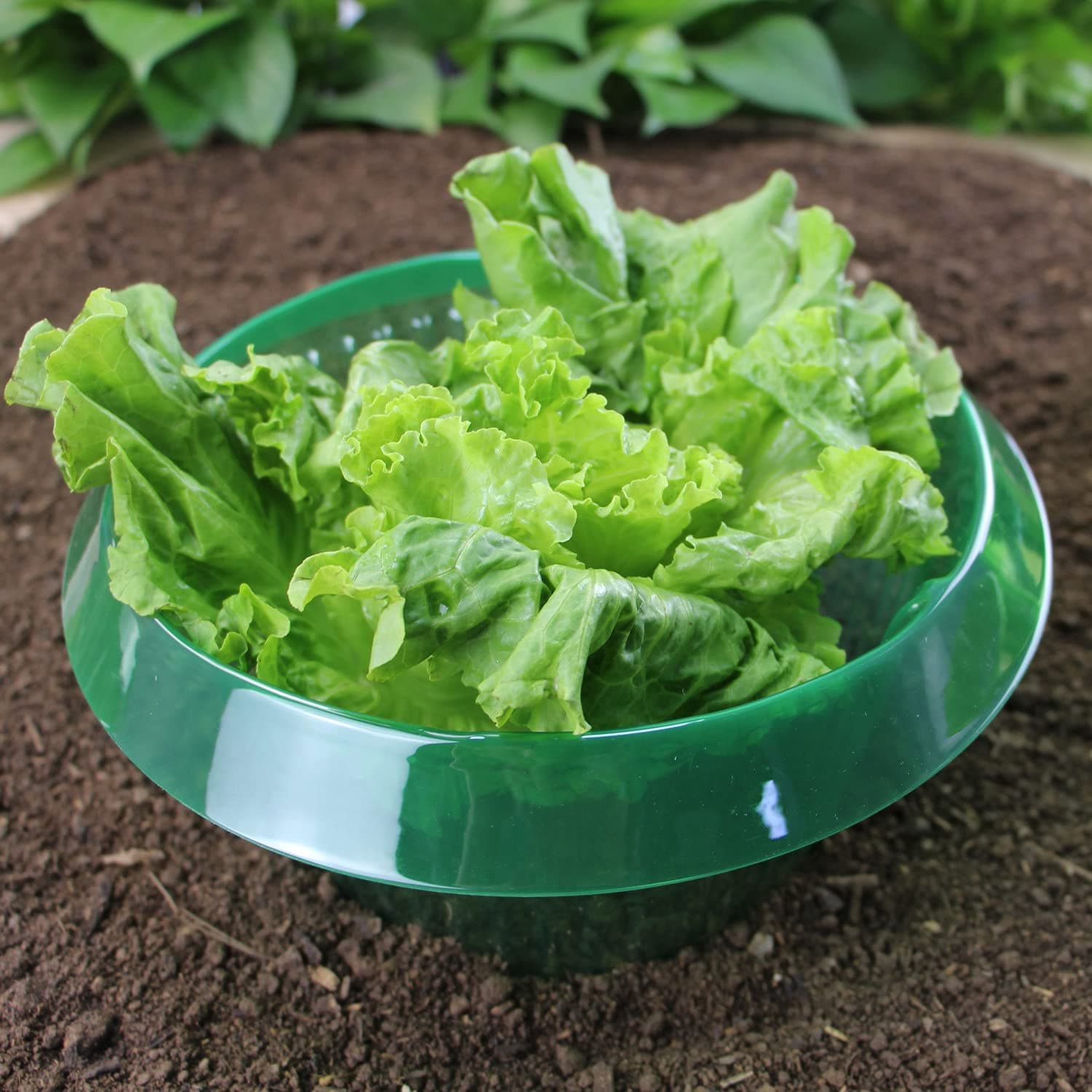 Snail protection ring, snail collar for salad plants and cabbage, snail repellent protective ring without chemicals, snail protection rings protects plants, repels snails to get better