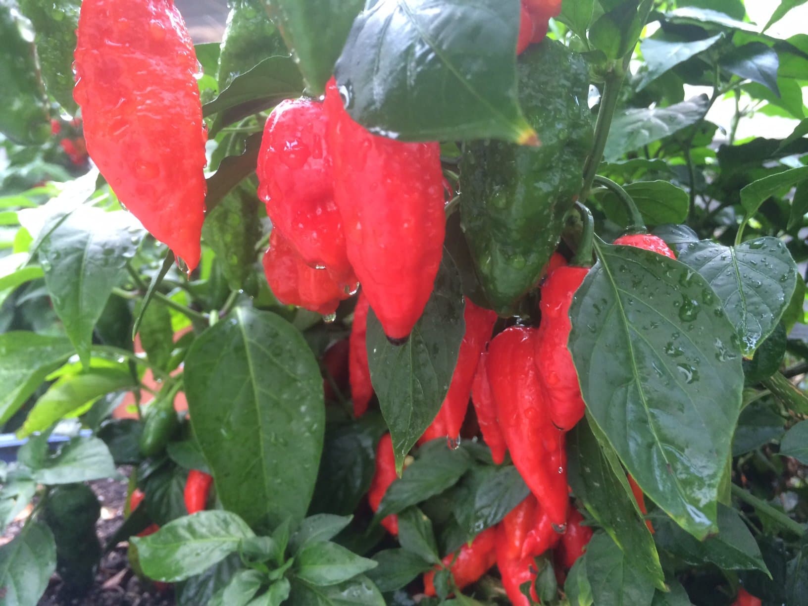 Wicked Tickle 10 Fresh Ghost Peppers Whole Intact Freshly Picked Ghost Peppers Hot