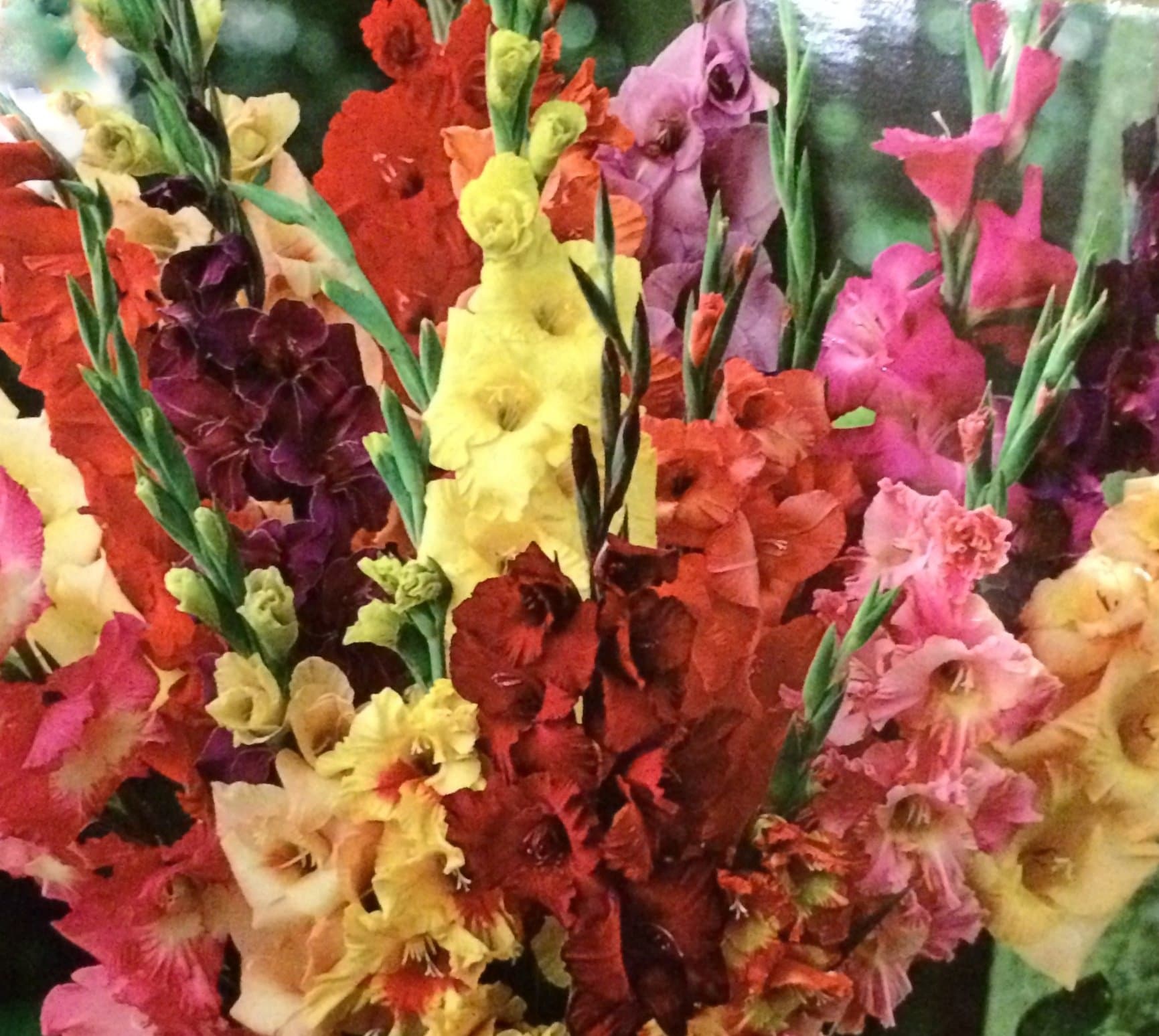 Gladioli large flowering mix - 10 flower bulbs