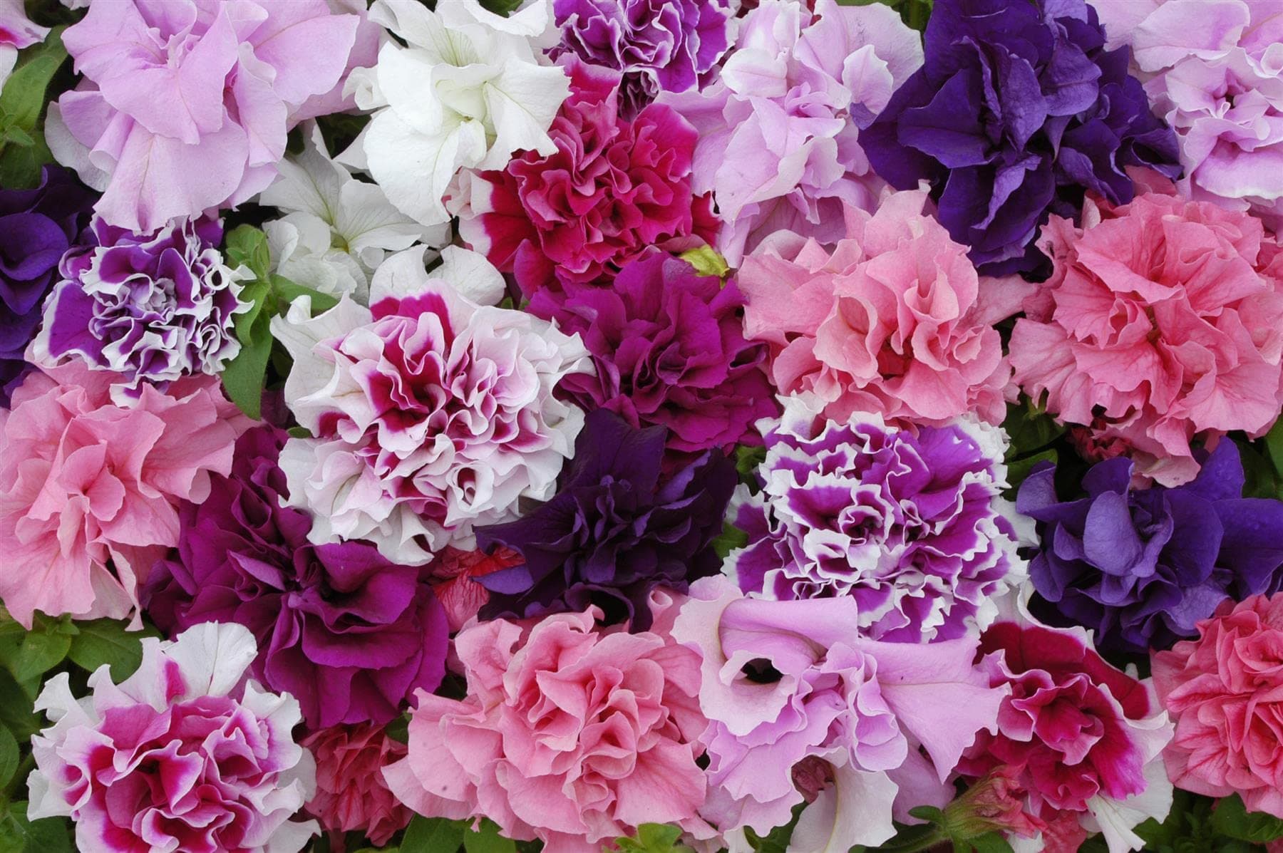 Perfect Plants - Petunia Double Flowered Mixed Bedding Plants - 6 Pack Garden Ready Plants