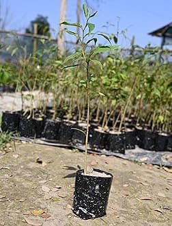 Oudh Wood Tree (Aquilaria agallocha) Ornamental Live Plant - (Pack of 1) _bx06