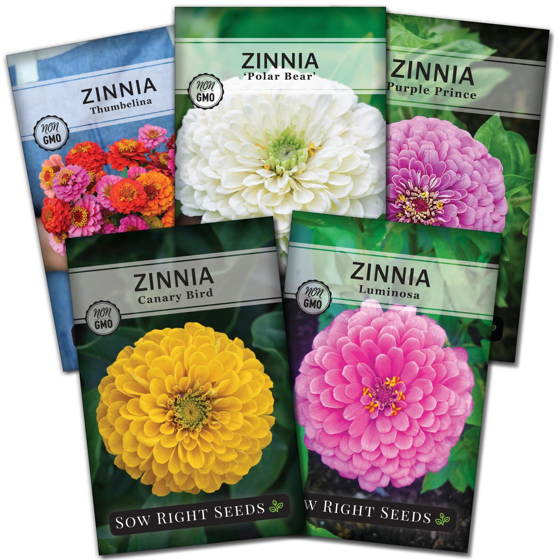 Classic Zinnia Flower Seeds Collection - Five Packets with Full Instructions for Planting - Luminosa, Canary Bird, Purple Prince, Polar Bear, and Thumbelina - Colorful Annual Blooms