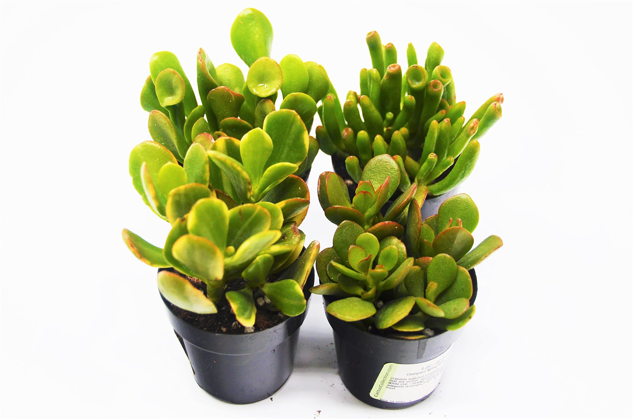 Jade Succulent Variety Pack/All Different Species / 2" Pots/Live Home and Garden Plants (4)