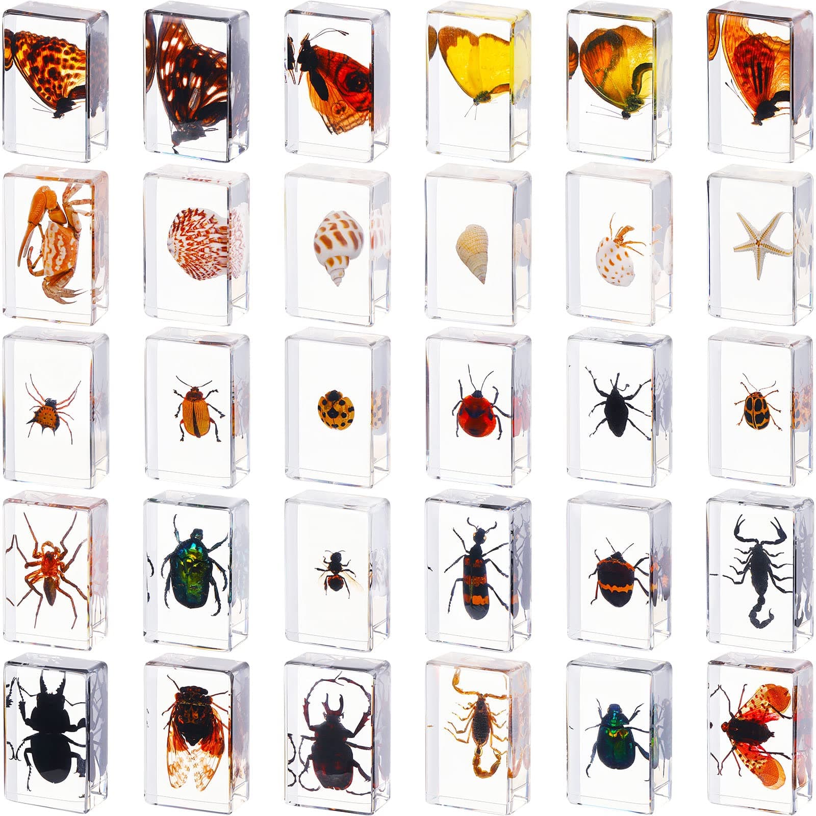 30 Pcs Insect in Resin Specimen Bugs Collection Paperweights Real Bugs in Resin Various Insect Specimen Preserved in Collection for Kids Scientific Educational Supplies Display