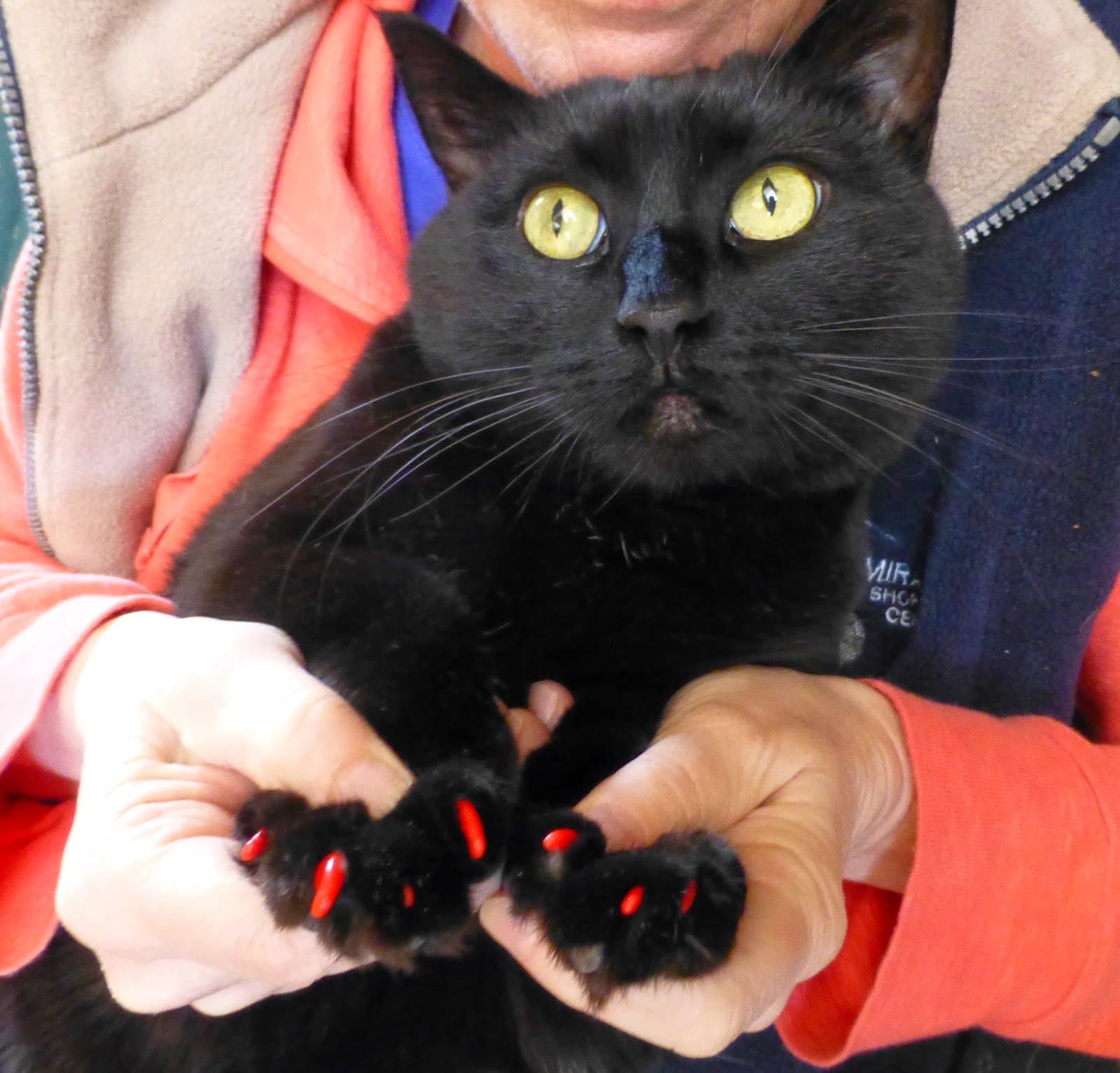 40pcs Soft Cat Nail Caps with Glue - Claw Covers for Cats (Adult) - Nail Caps for Dogs- Pet Claw Caps - Cat Paw Covers (Medium, Red)