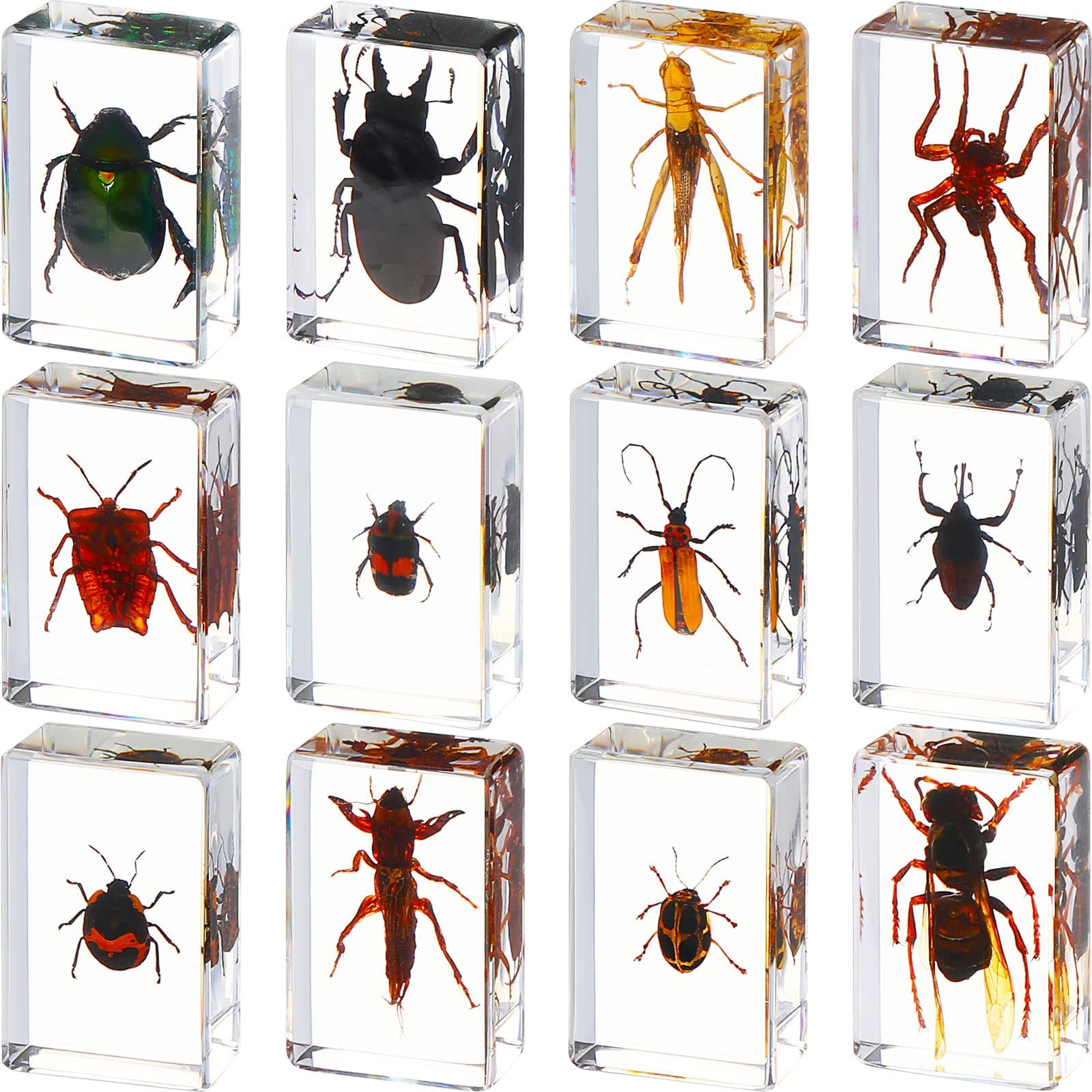 Macarrie 12 Pcs Insect in Resin Specimen Bugs Collection Paperweights Arachnid Resin Specimen Different Insect Specimen Bug Preserved in Resin for Kids Scientific Educational Toy, 12 Styles (Insect)