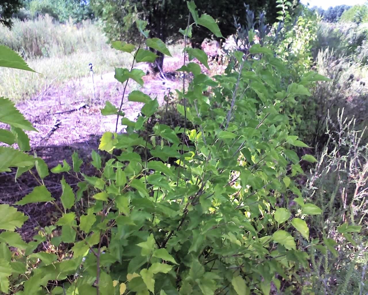 25 Red Mulberry (Morus rubra) 1-2'