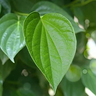 Healthy Big Betel Leaf Plant Pack of 1