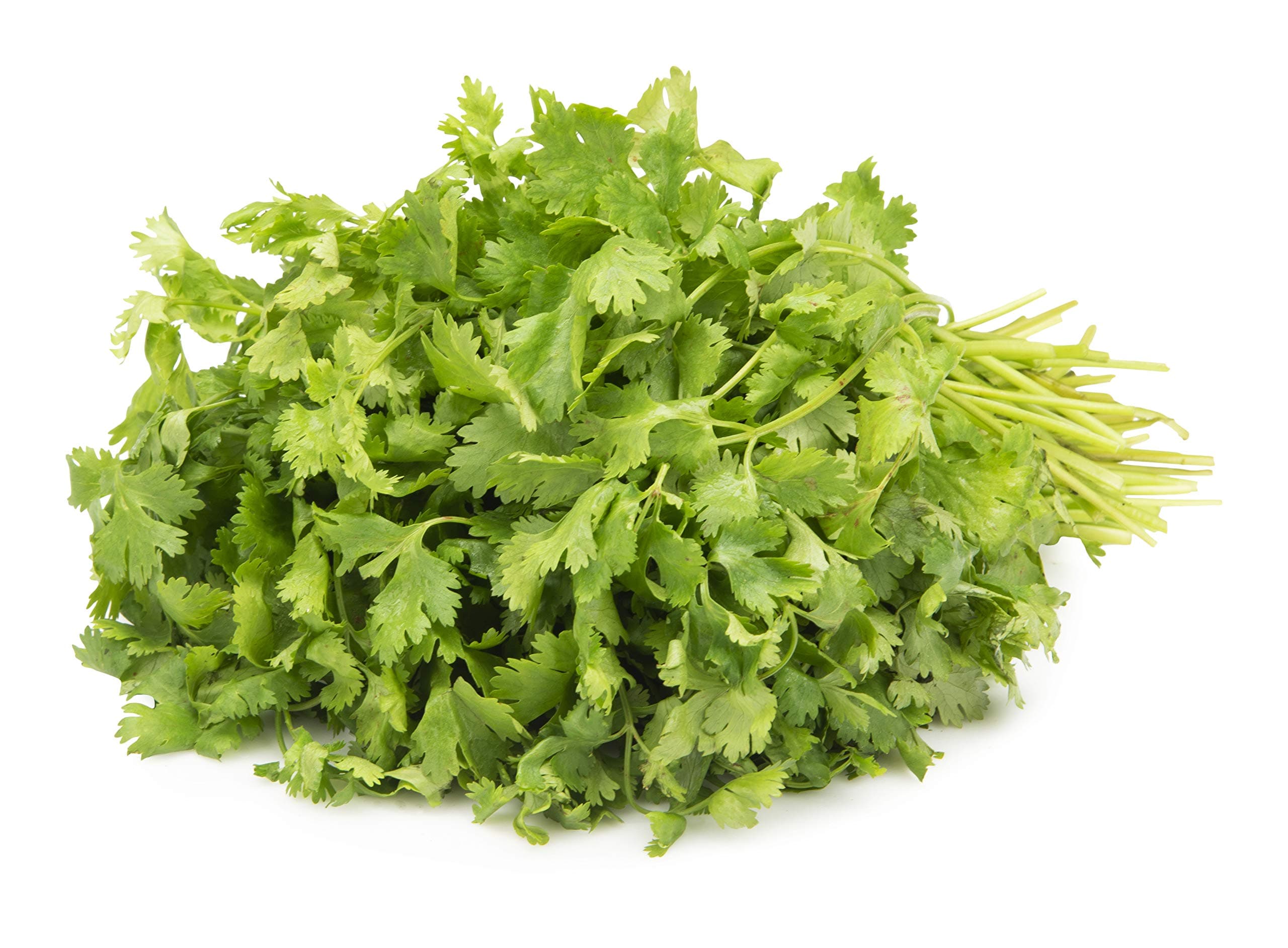 Fresh Organic Coriander, 100g.