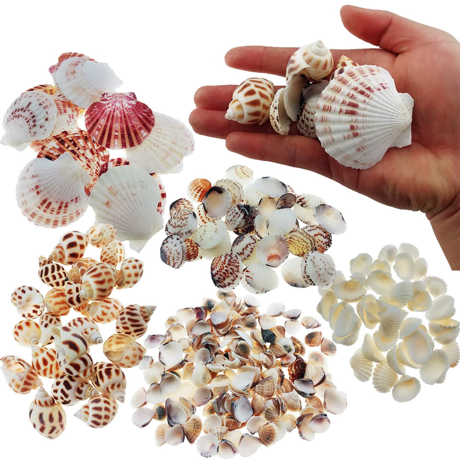 300pcs Sea Shells Mixed Ocean Beach Seashells, Various Sizes Natural Seashells for Fish Tank, Home Decorations, Beach Theme Party, Candle Making, Wedding Decor, DIY Crafts, Fish Tan
