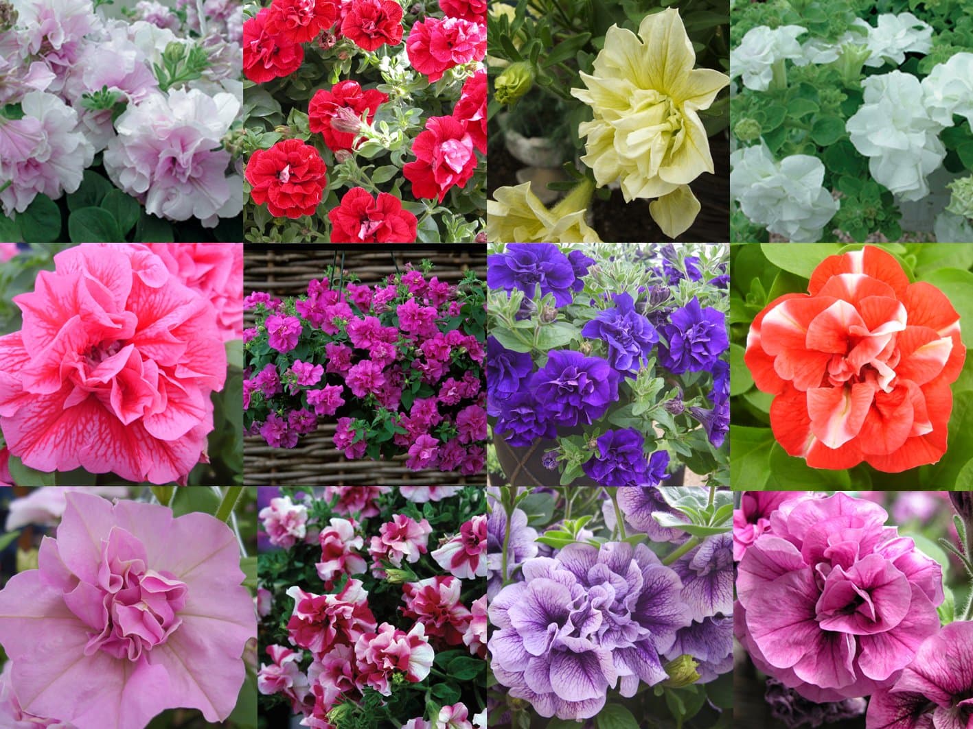 10 Petunia Tumbelina Mixed Collection - Plugplants4u
