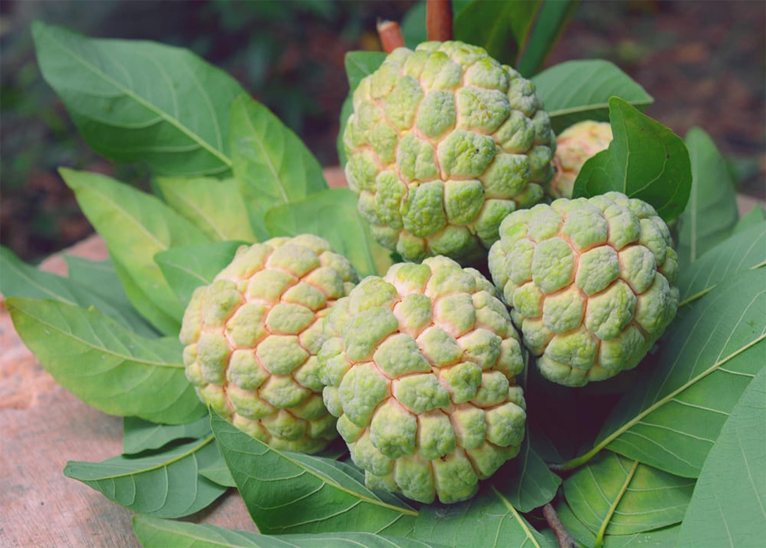 Fresh Sugar Apple, Sweetsop, Custard Apple or Cherimoya, 2 LBS.