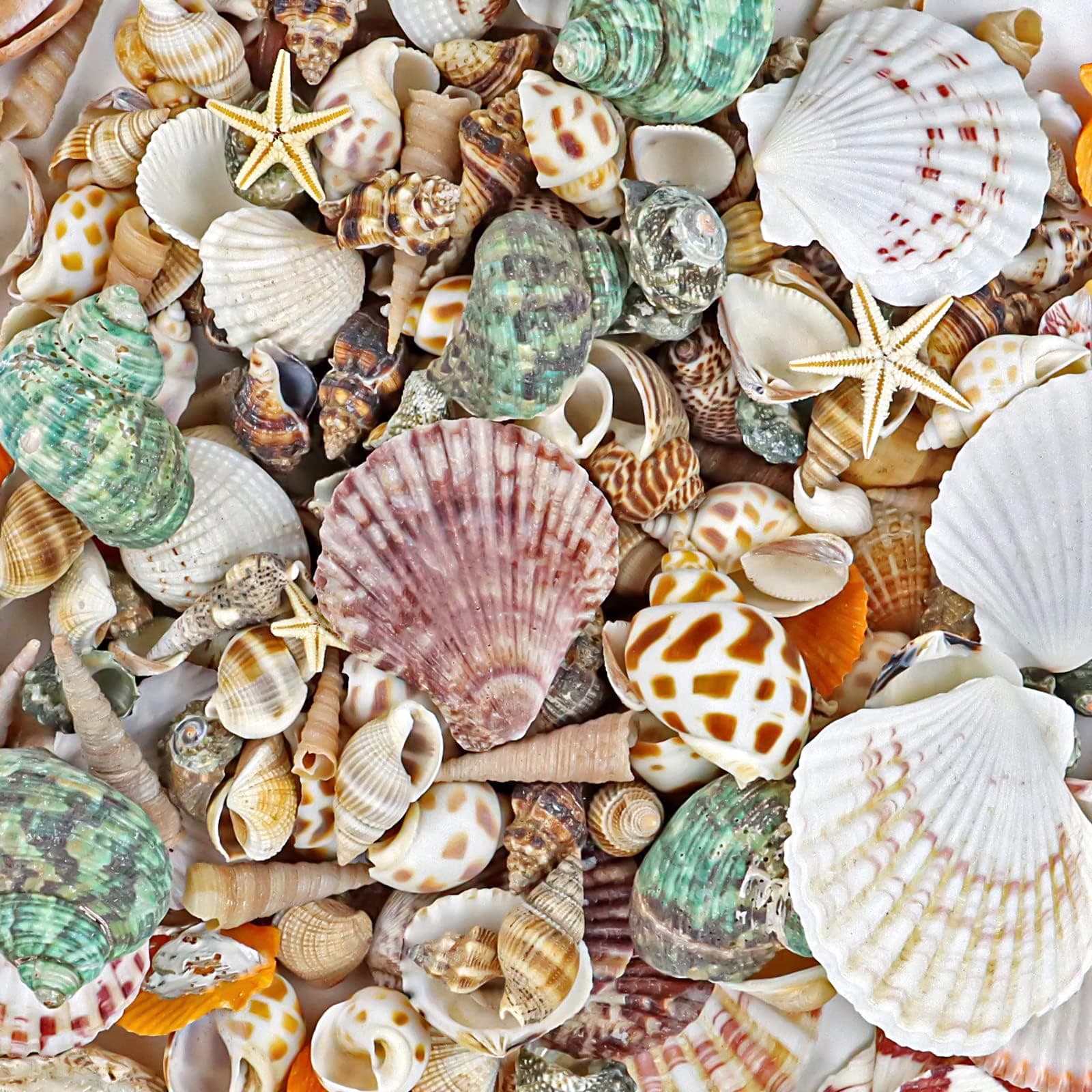 WFPLUS 200+pcs Sea Shells Bulk Mixed Ocean Beach Seashells, Various Sizes Natural Seashells Starfish for Fish Tank, Home Decorations, Beach Theme Party, Candle Making, Wedding Decor, DIY Crafts