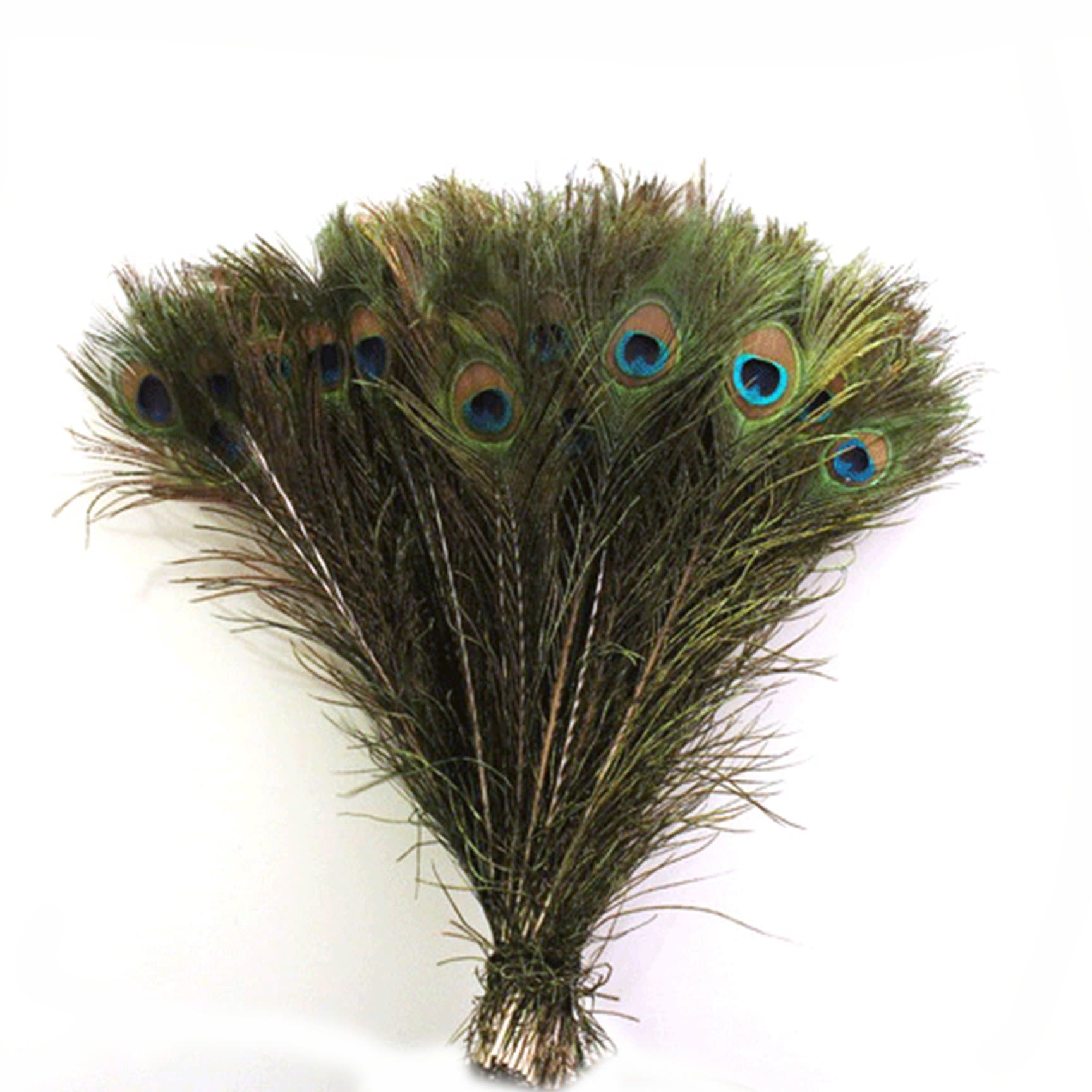 Natural Real Peacock Tail Feathers (50 Pieces,10-12in)