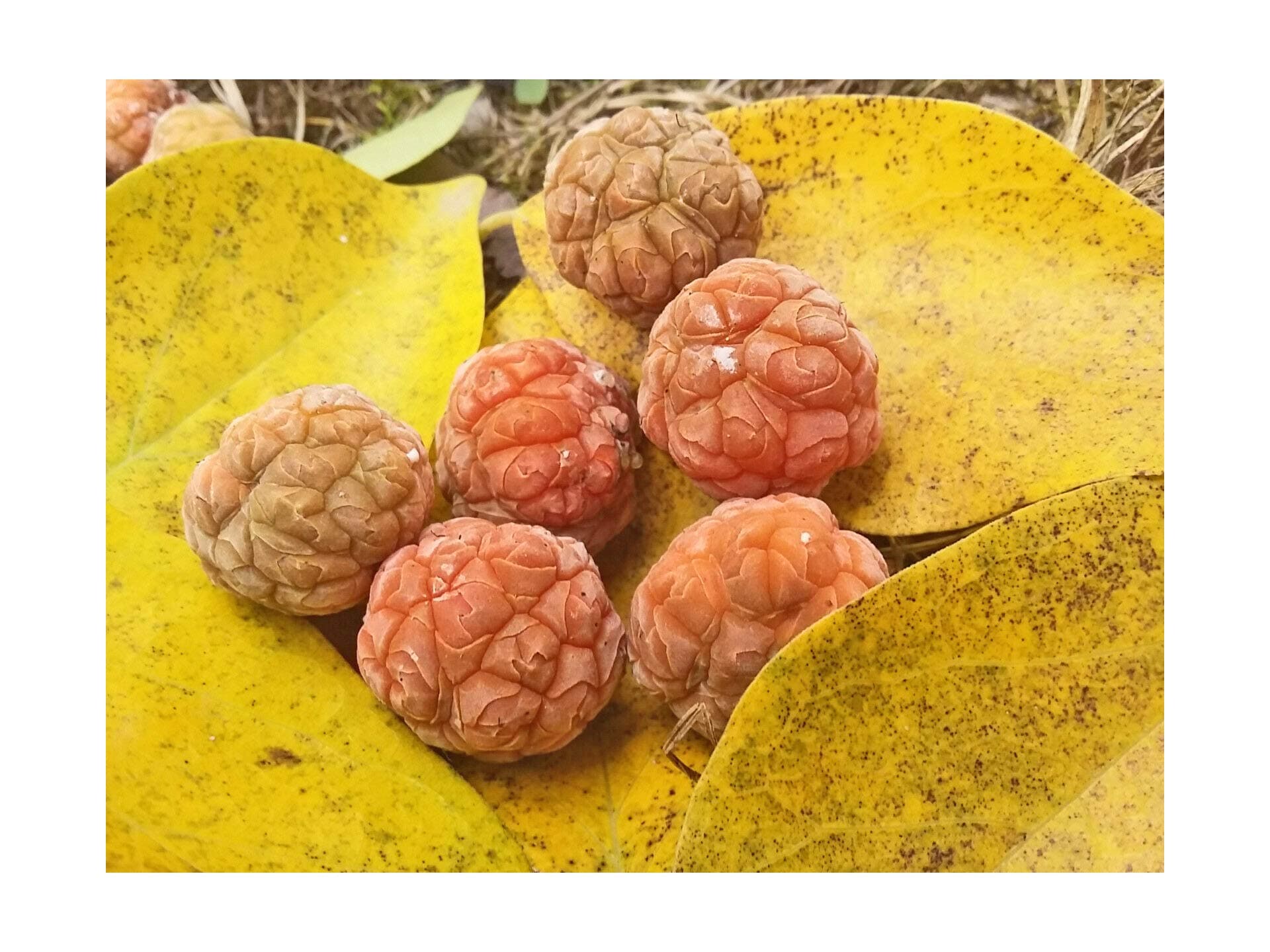 Rare Hardy Fruit Tree, Chinese Raspberry Tree, Maclura or Cudrania tricuspidata, Easy to Grow, 10-15cm Tall Starter Plant in an 8cm Pot