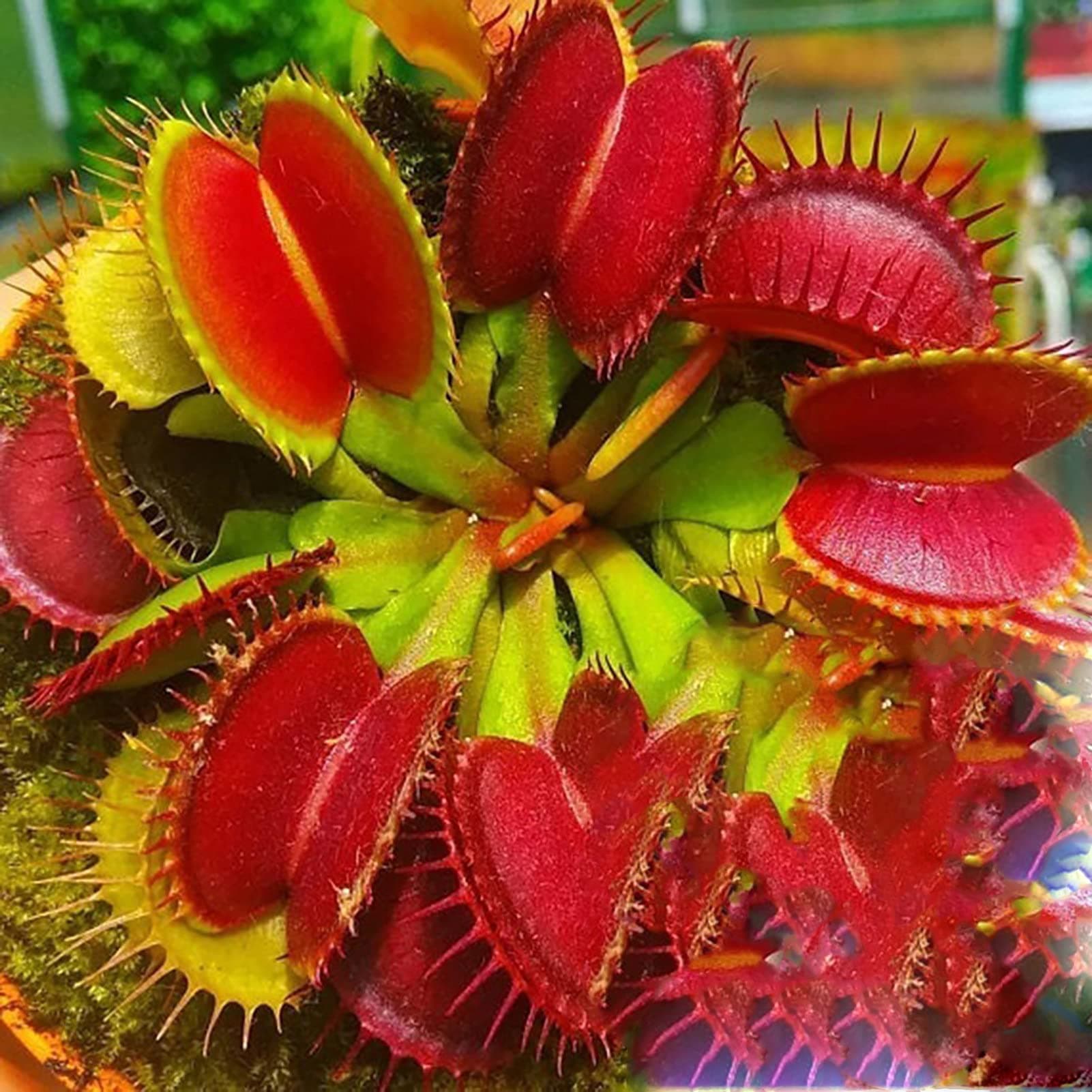 Seeds for Garden Yard Decoration,100Pcs/Bag Venus Flytrap Seeds Full Sun Carnivorous Acidic Soil Bonsai Garden Dionaea Muscipula Seeds for Home - Dionaea Seeds