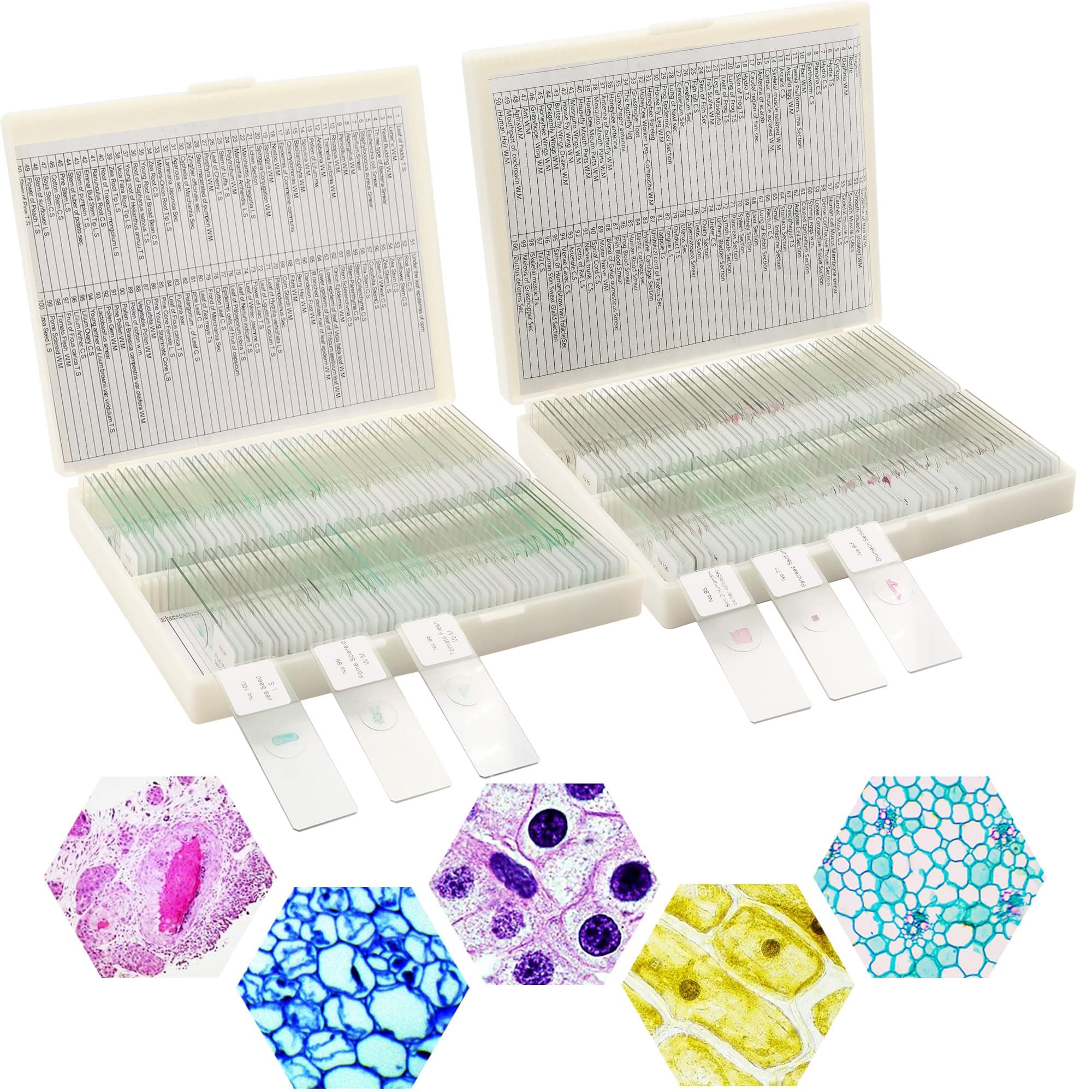 200 Packs Microscope Slides, 100 Plants & 100 Animal Tissues Includes Labels and Case for Biological Science Education