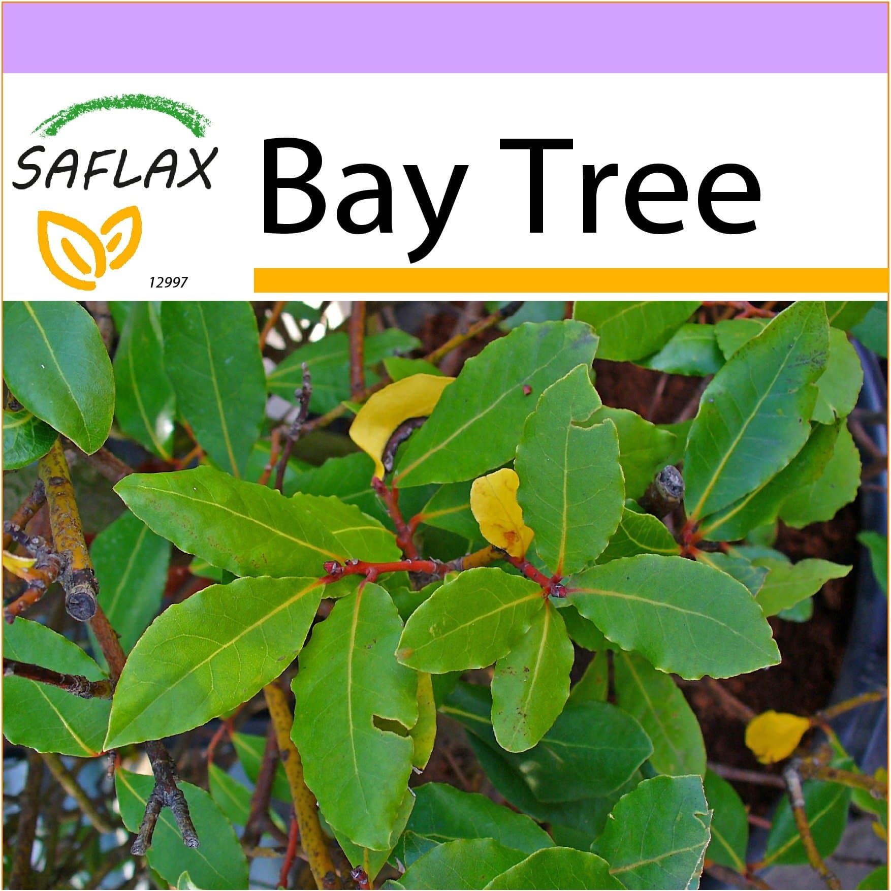 SAFLAX - Bay Tree - 6 Seeds - Laurus nobilis