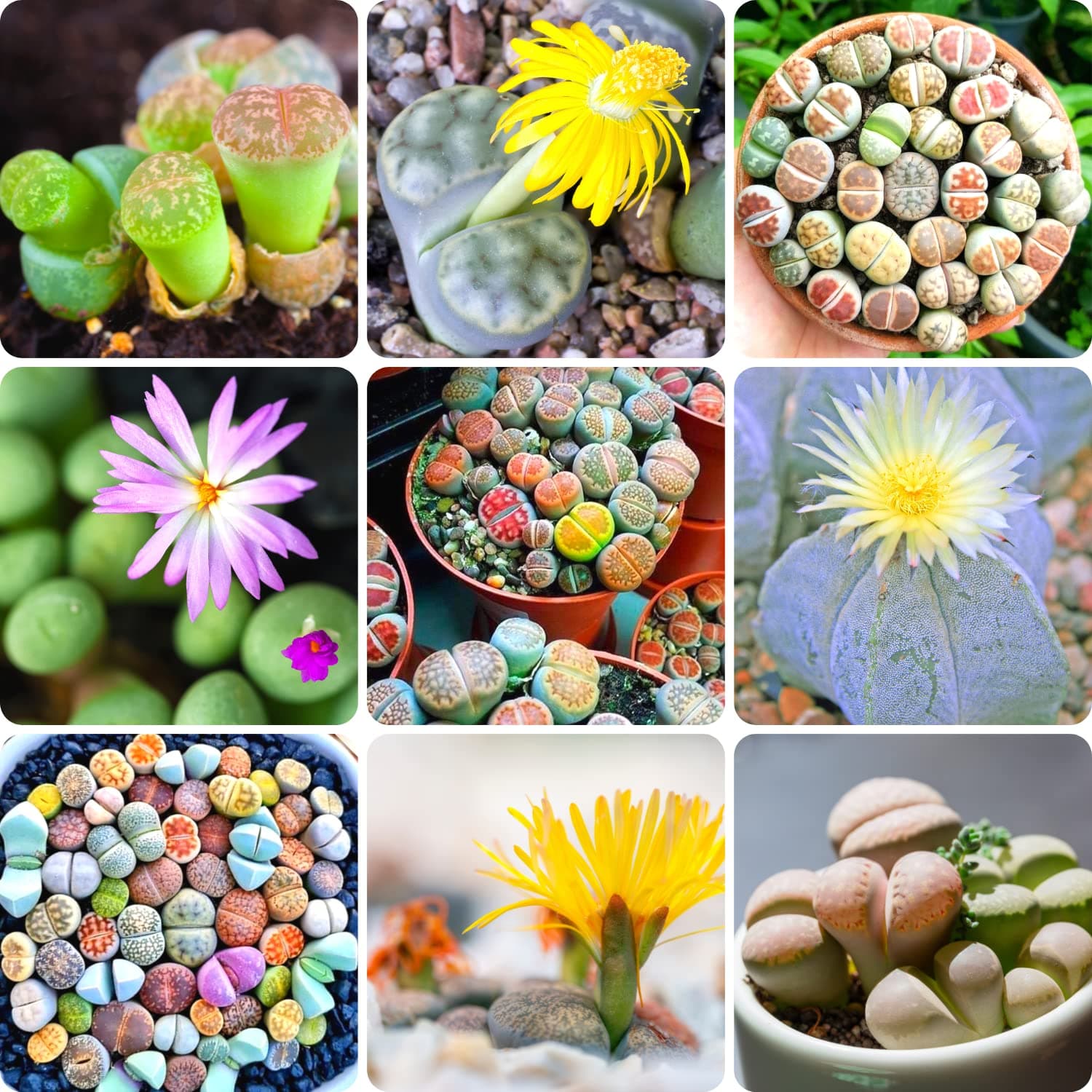succulent lithops live plant, 20 mix lithops live stone succulent planting, ornament flowerpot planting garden gift
