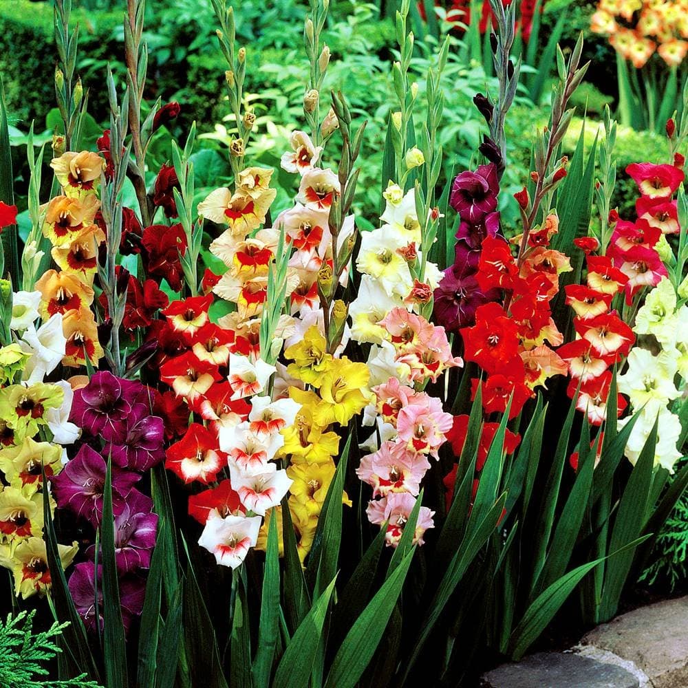 Gladioli large flowering mix - 30 flower bulbs