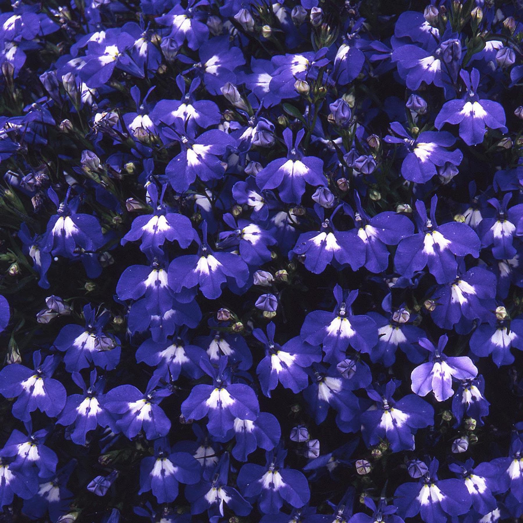 – Trailing Lobelia Dark Blue 6 Pack Garden Ready Plants
