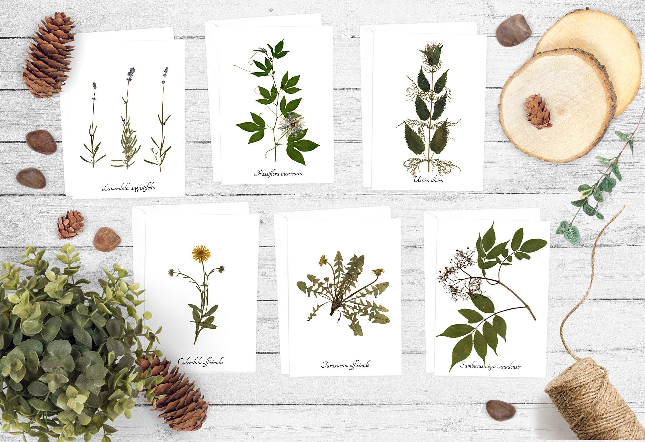 Medicinal Herb Print Greeting Cards