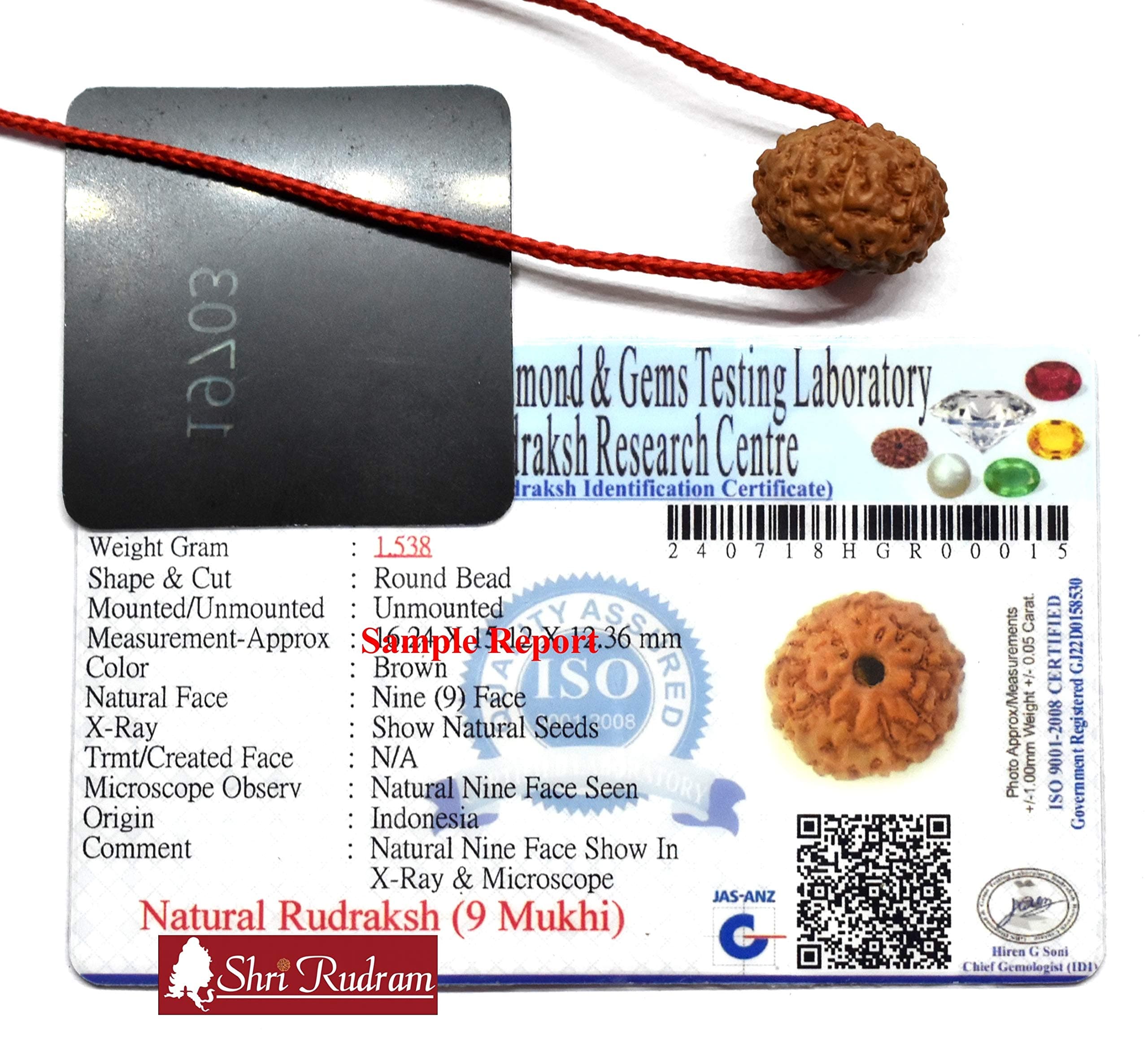 Shri Rudram 9 Mukhi Rudraksha/Nine Face Rudraksh Java Bead Lab Certified Size : 15-17 MM