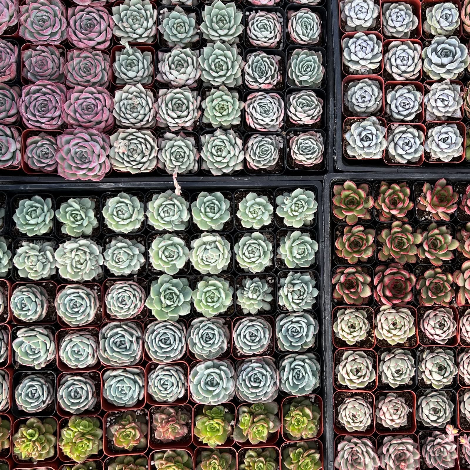 Sprout N GreenAssorted Live Succulent, 72 Pack Succulents Plants Fully Rooted in 2" Pot, Hand Selected Variety Small Indoor House Plants for Collection Wedding Decor Party Favor