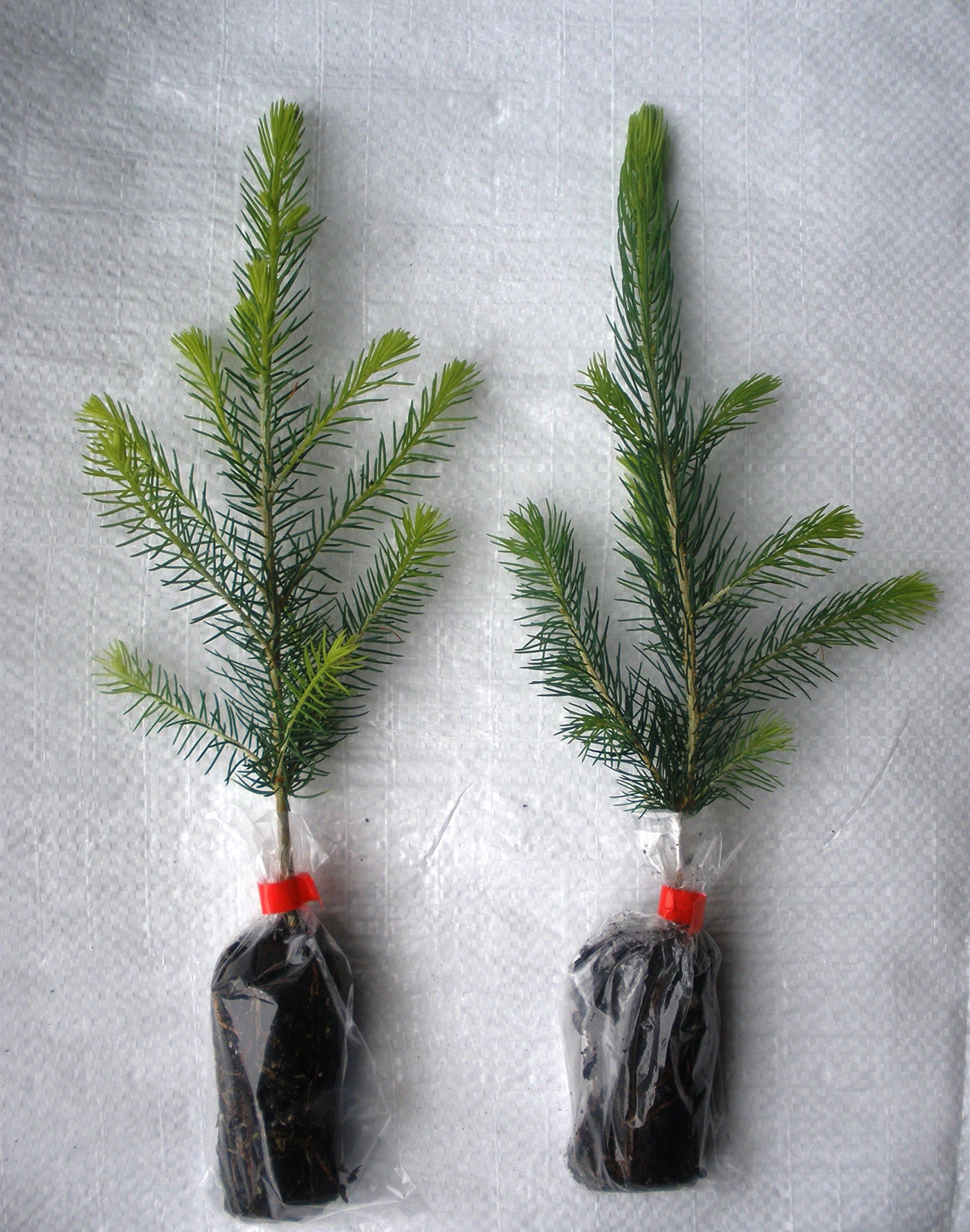 20 x Norway Spruce, Abies Picea Evergreen Christmas Tree Plug Plant Seedlings