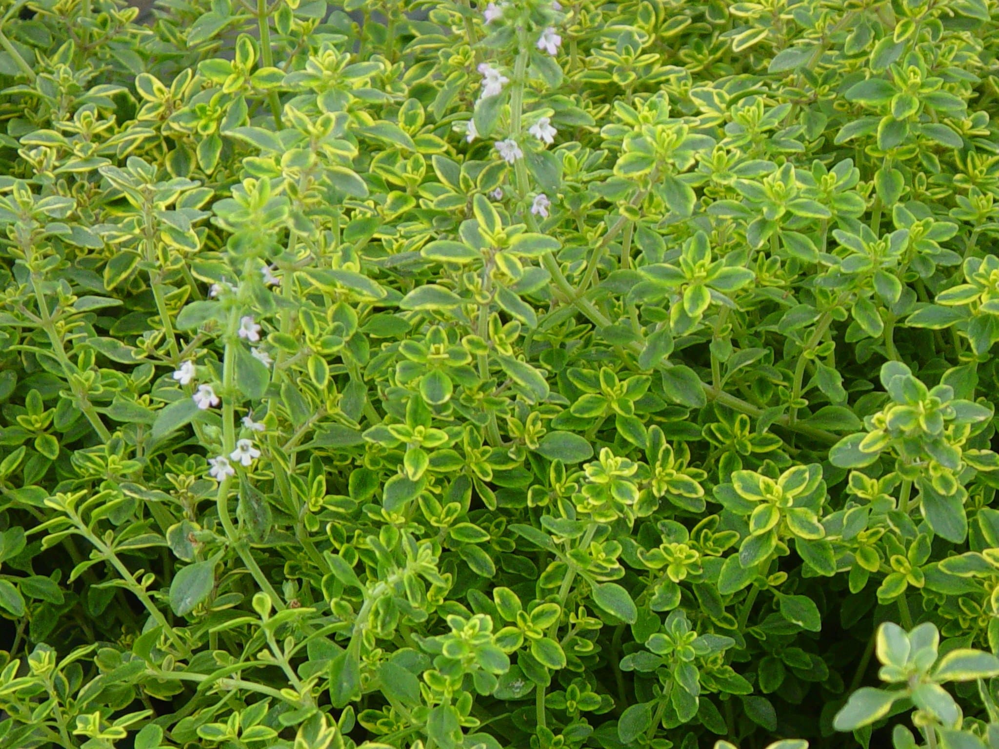 Clovers Garden Golden Lemon Thyme Herb Plants- Two (2) Live Plants - Non-GMO - Not Seeds -Each 4"-8" Tall- in 4 Inch Pots, Pretty & Citrusy