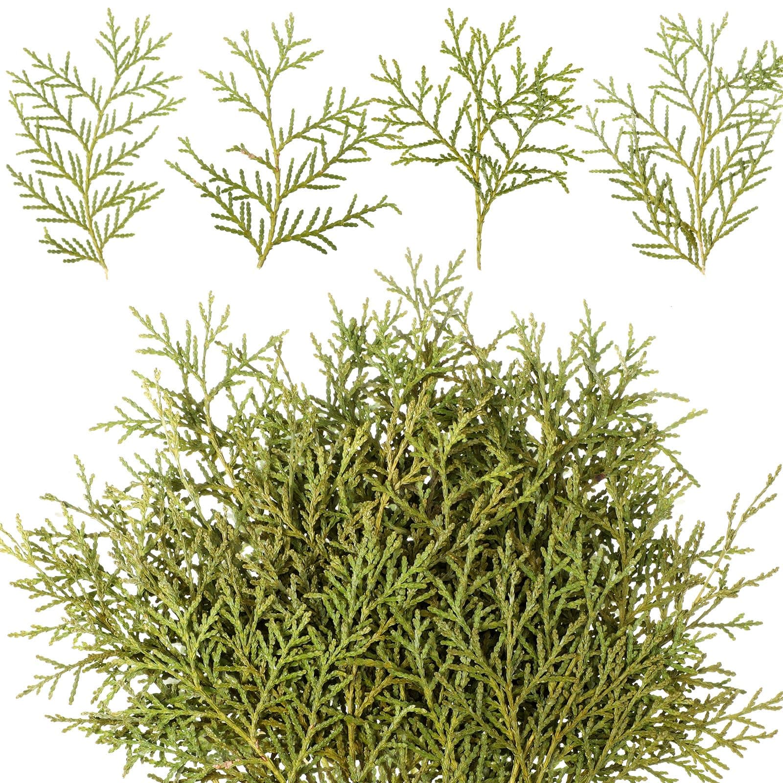 HyDren 100 Pcs Christmas Preserved Real Pine Branches Leaves Greenery Pine Picks Natural Dried Greenery Plants Twigs Wreath Decorations for Christmas Home Decor Indoor Outdoor