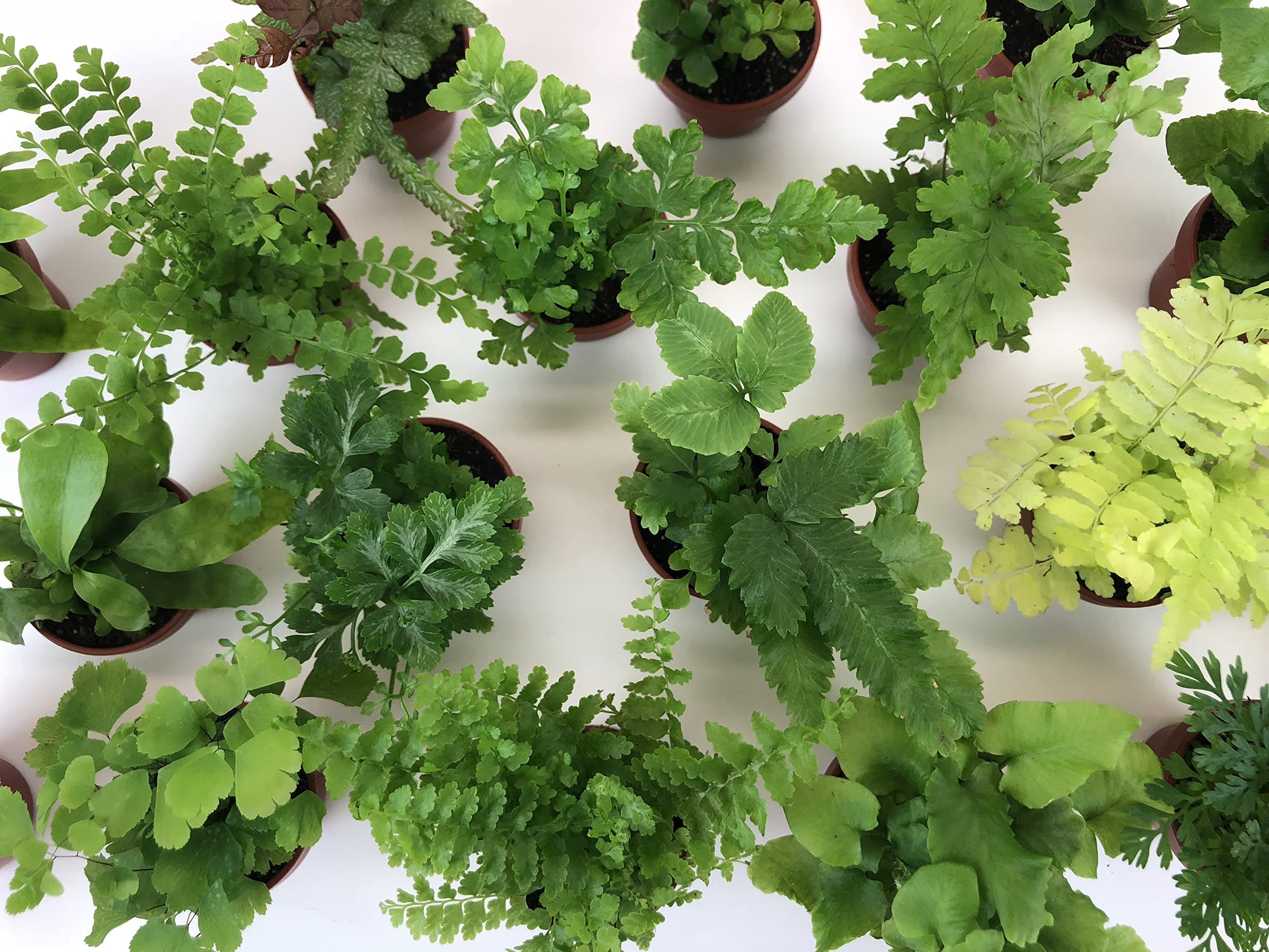 Super Micro Ferns (2 Plants) (1.5" Pots) Terrarium Plants Fairy Garden Plants