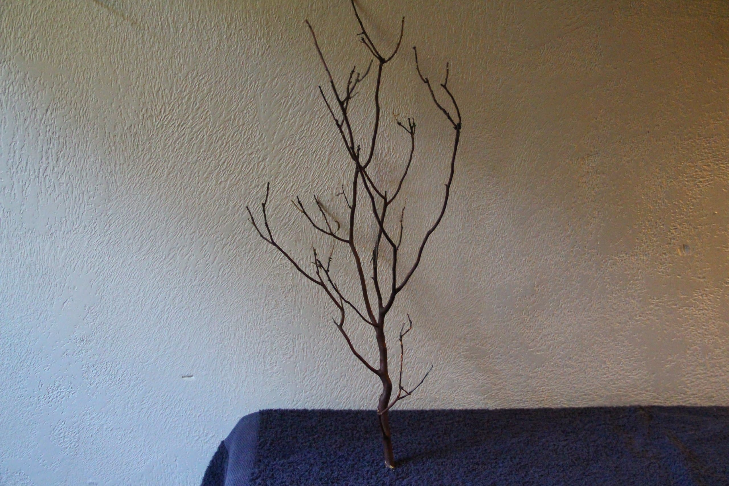 Manzanita Branches 30"-32" without leaves / 10 pack