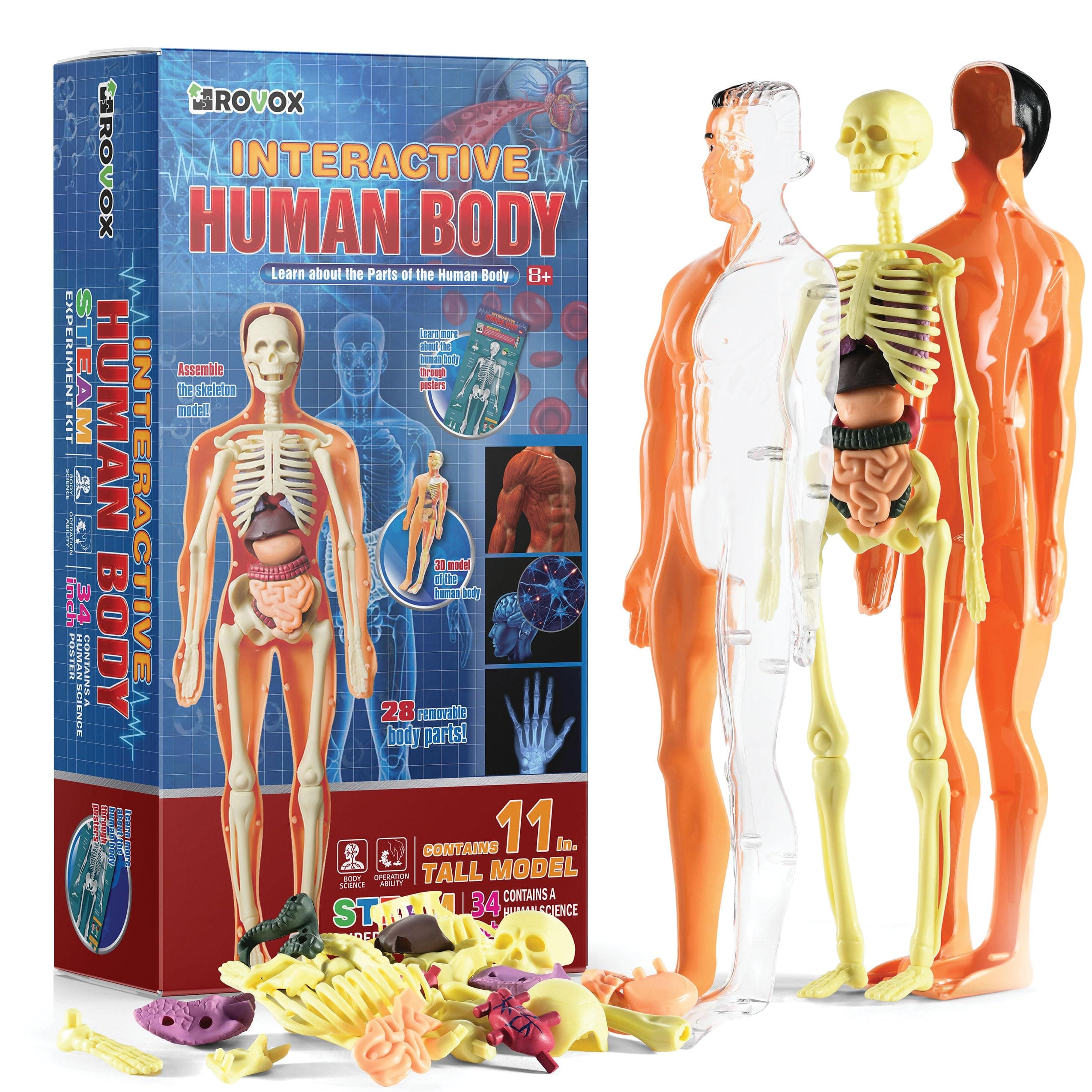 Human Anatomy Model - Removable Skeleton & Torso for Kids & Teens - 30 Piece Full Anatomy Set - 11 Inches Tall