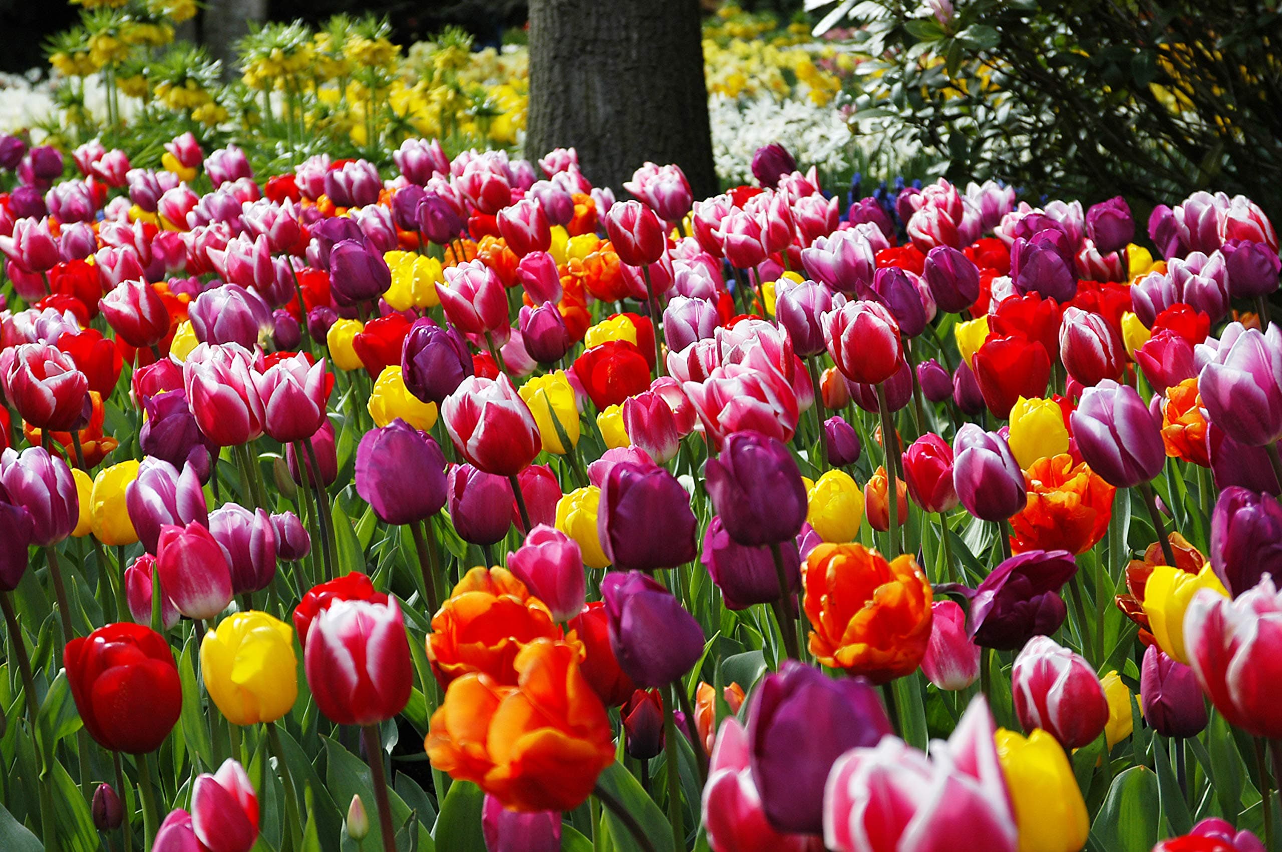 Extra Large Bulb Size - 50 Dutch Grown Tulip Bulbs - Mid-Spring Flowering - Fall Planting - Triumph Tulip - Mixed Colours