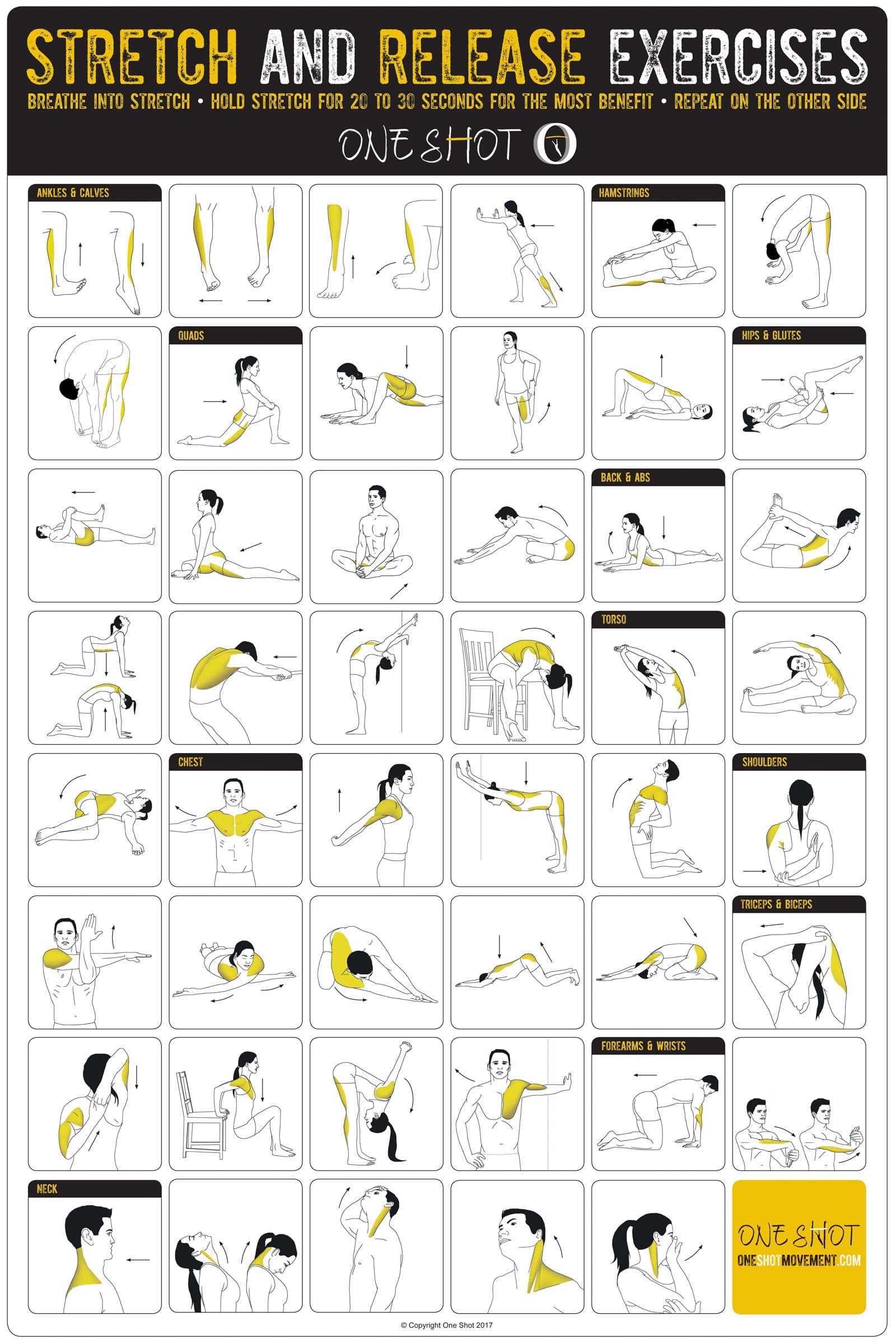One Shot Stretching Exercise Poster - Great for Home Gyms - Laminated - Stretch Specific Areas of Your Body or do a Whole Body Stretching Routine-Muscles Defined in Color- Your Fitness Guide 20" x30"