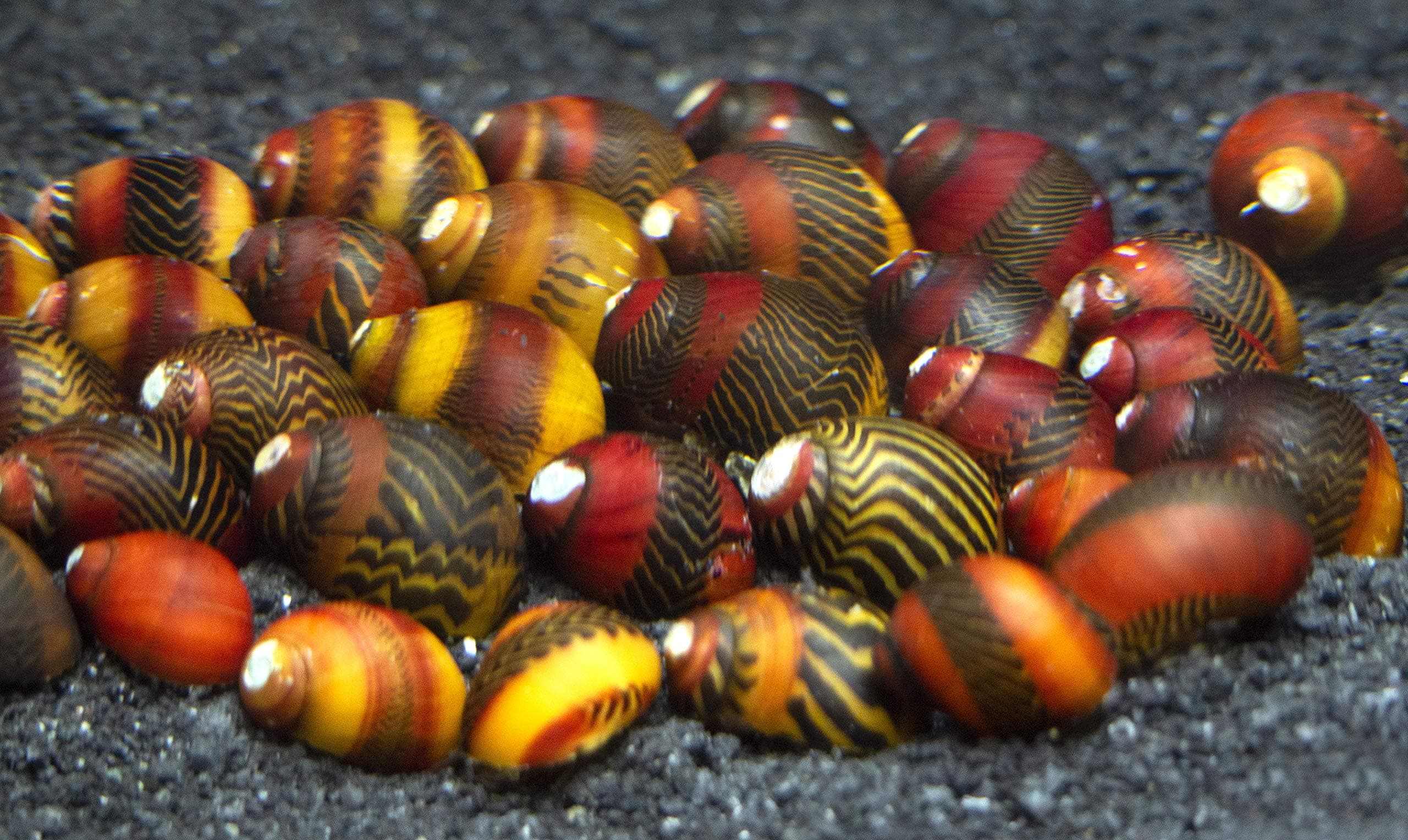 Aquatic Arts 3 Live B-Grade Red Racer Nerite Snails | Freshwater Aquarium Species | Tetra/Guppy/Betta Safe Snails