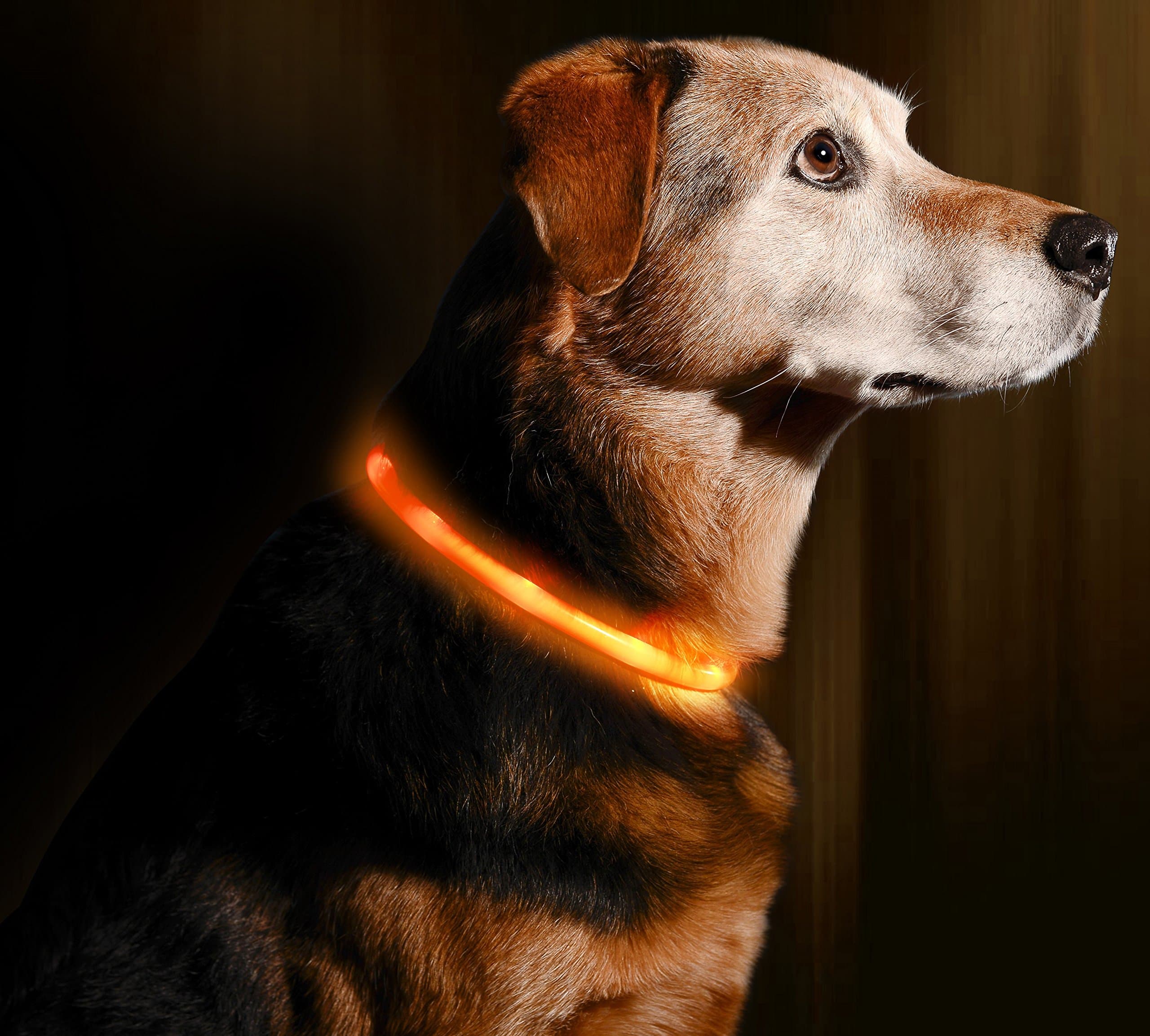 LED Dog Necklace Collar - USB Rechargeable Loop - Available in 6 Colors - Makes Your Dog Visible, Safe & Seen (Orange)