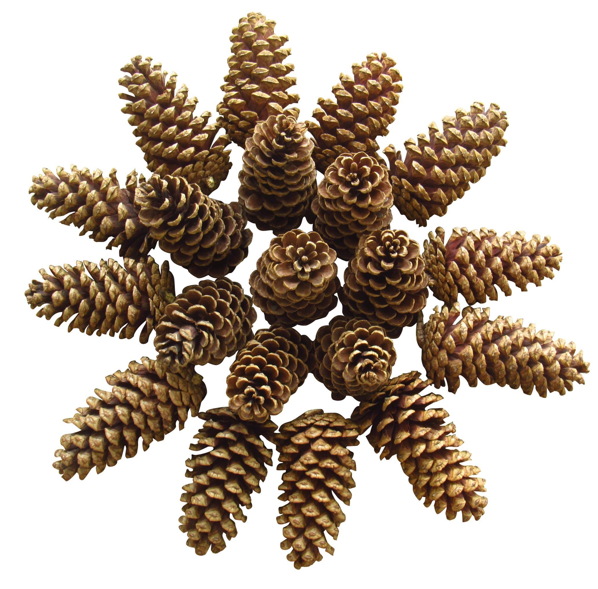 20 Natural 3 to 4 Inch Tall Pine Cones Hand Selected for Unique Decorations