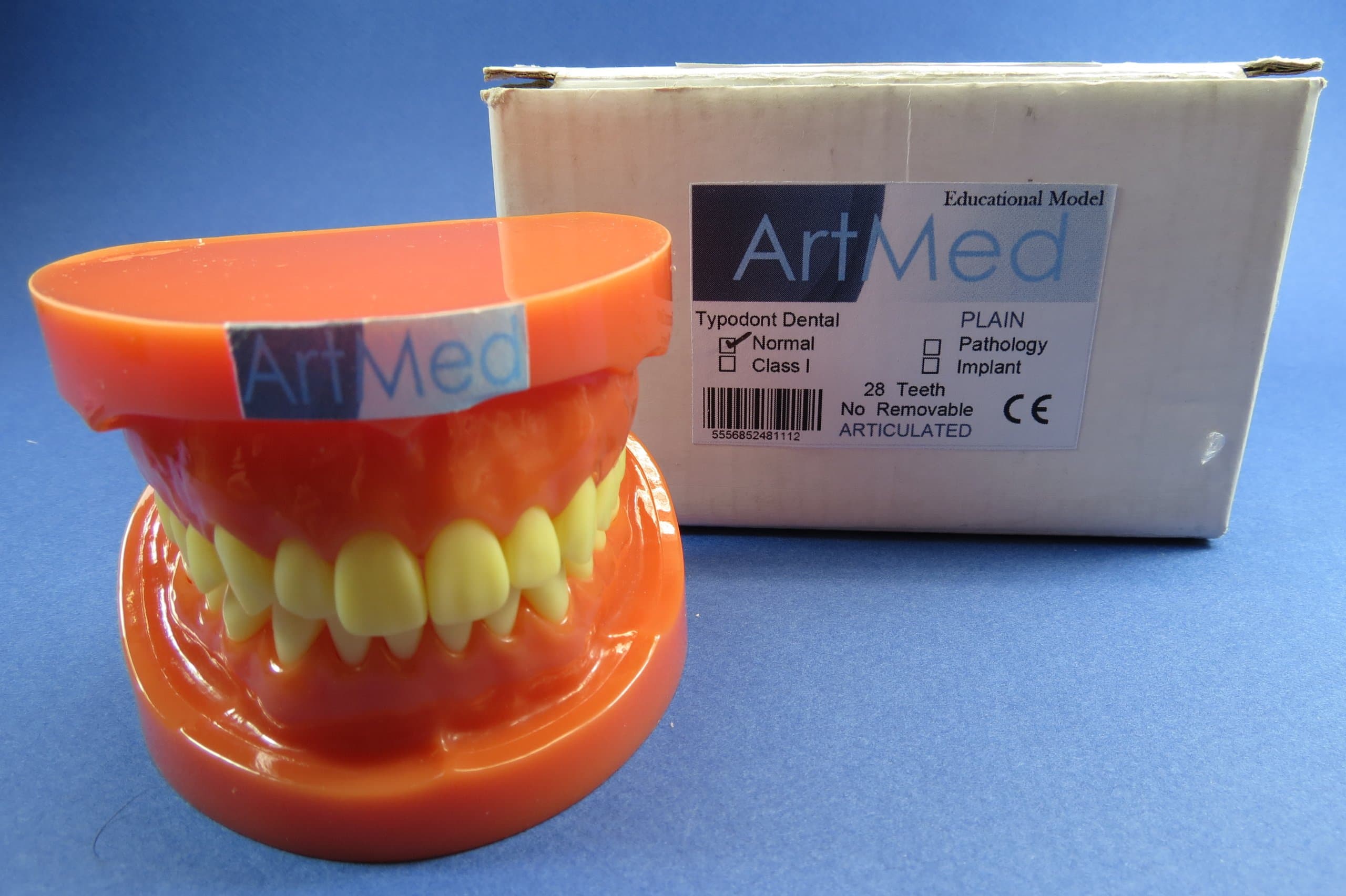 Dental Model Anatomy Teach Study Typodont Orthodontic Teeth Normal Standart TYP-1 ARMED