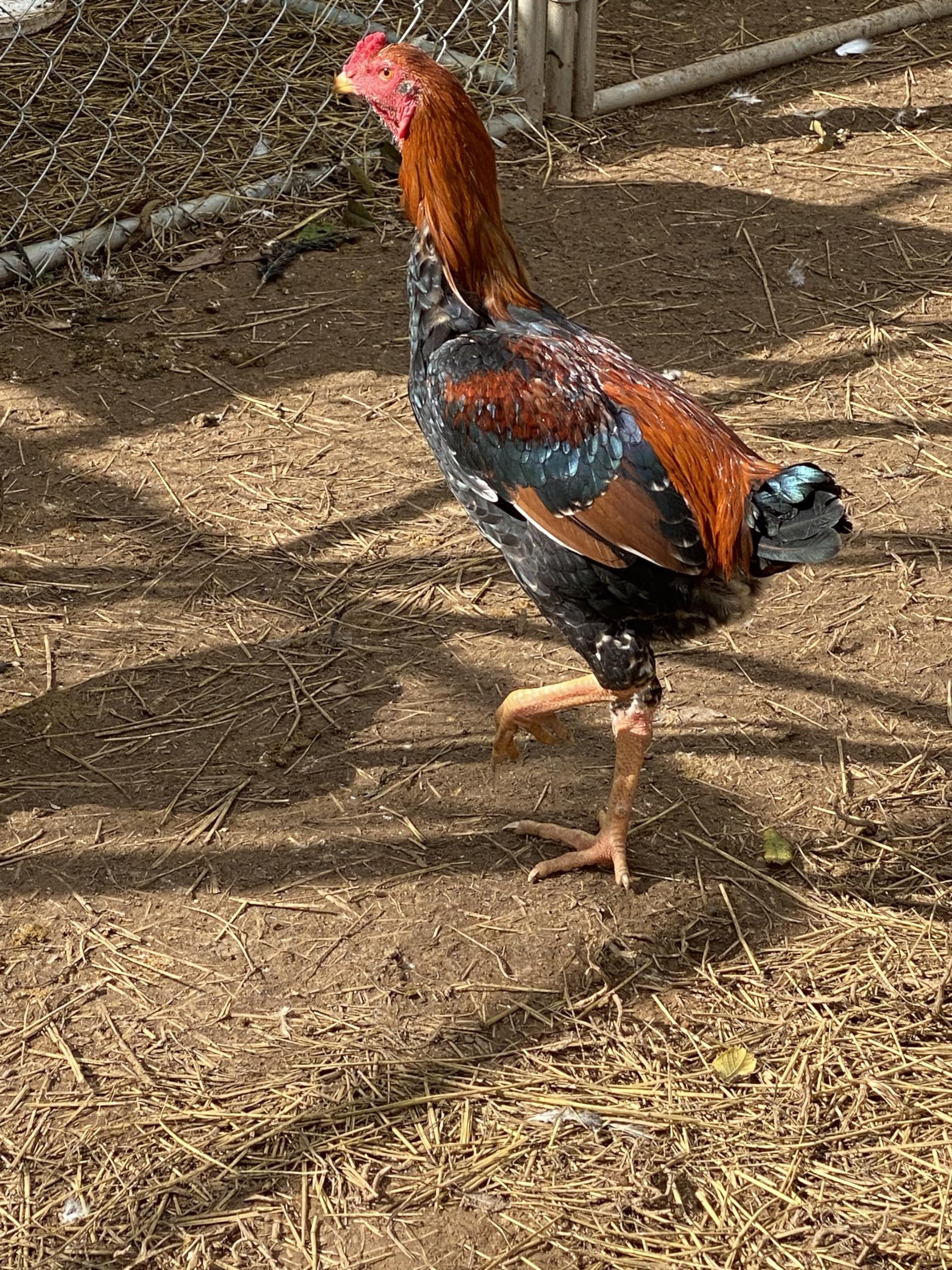 6 Barnyard Mix Chicken Hatching Eggs by Fox Peak Outdoor Supply LLC. (Over 20+ Breeds of Chickens)