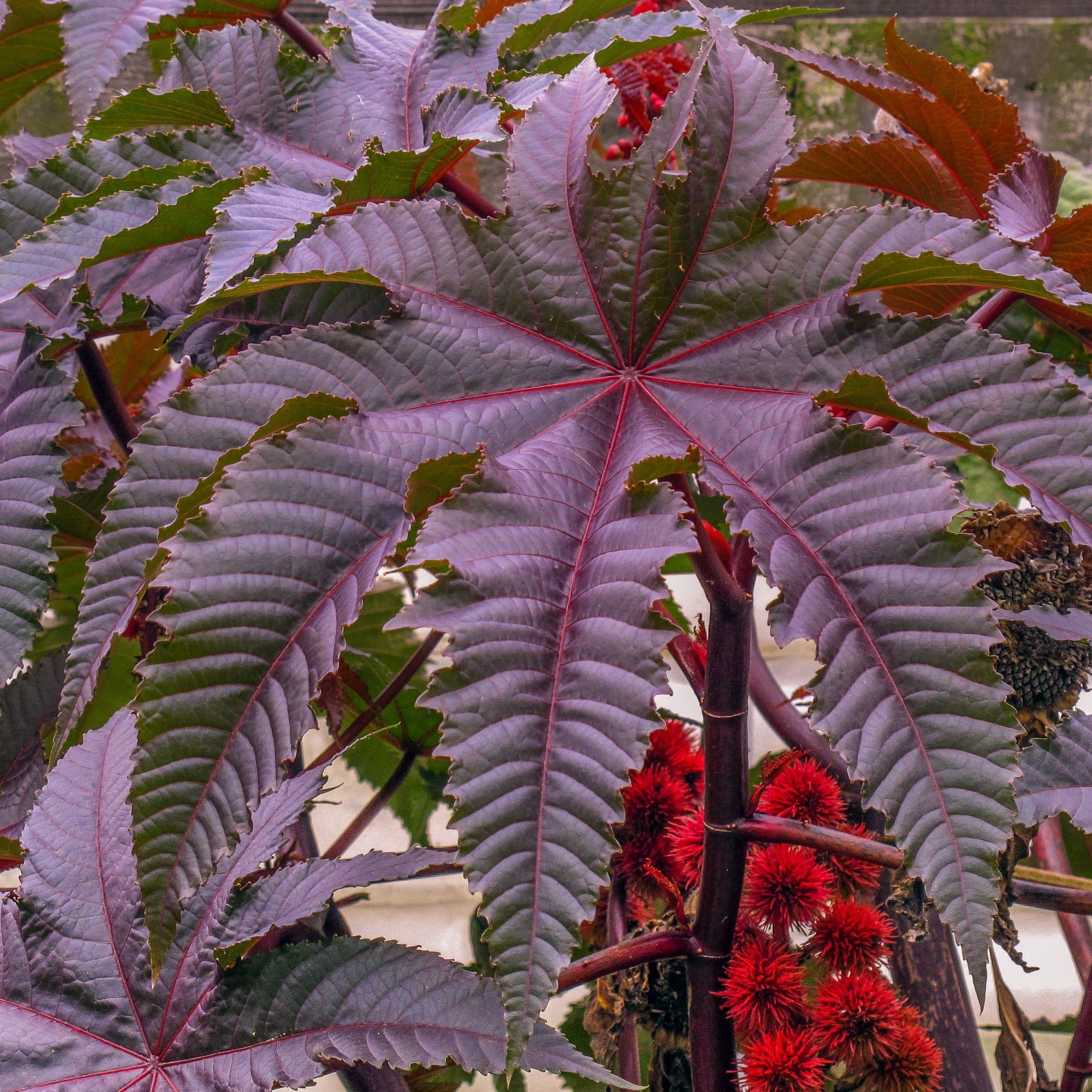 Palm Beach Medicinal Herbs - Red Giant Castor Bean - Packet of 10 Seeds
