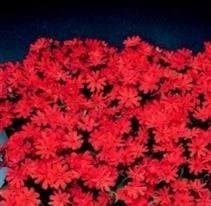 Lychnis - Molten Lava - 25 Seeds