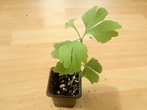 Maidenhair tree ( Gingko biloba ) * 3 PLANTS * NEW!