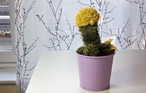 Moon cactus - pom pom home succulent