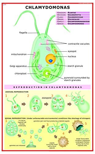 5 x VCP Chlamydomonas Laminated Litho Paper Educational Botany Wall Poster Chart