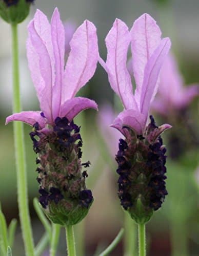 6 Lavender Madrid Brilliant Purple Plug Plants