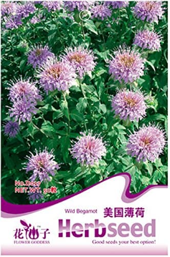 ❦ 50 Mint Seeds - Wild Begamot - "Mentha Didma" Aromatic Herb Seed In Original Pack